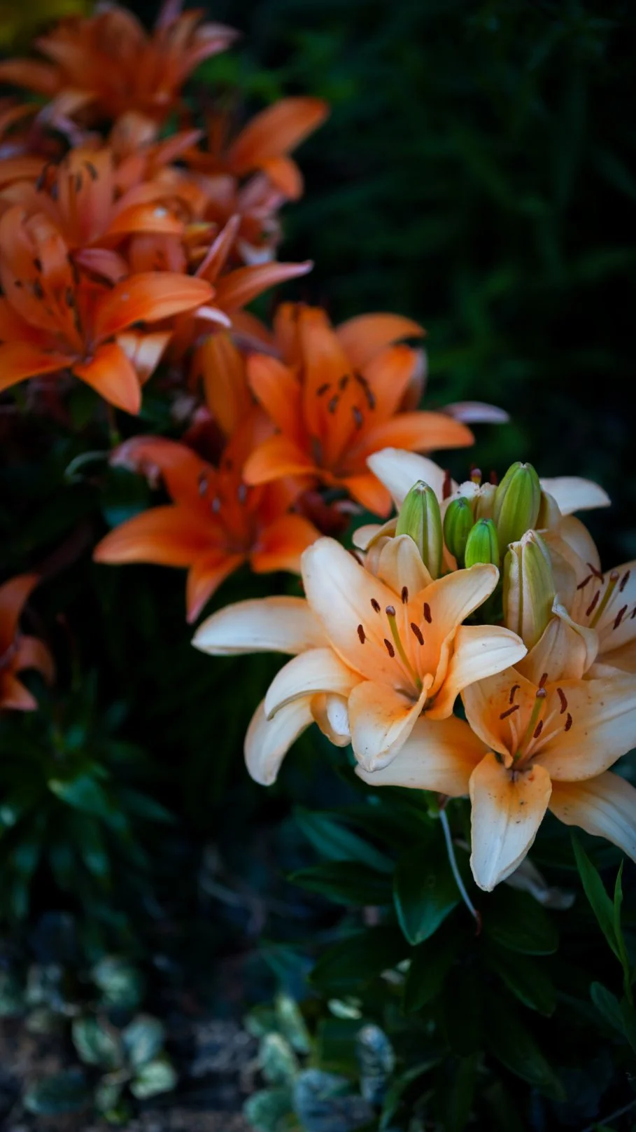 Bright and pale orange lilies in my parents' front yard.