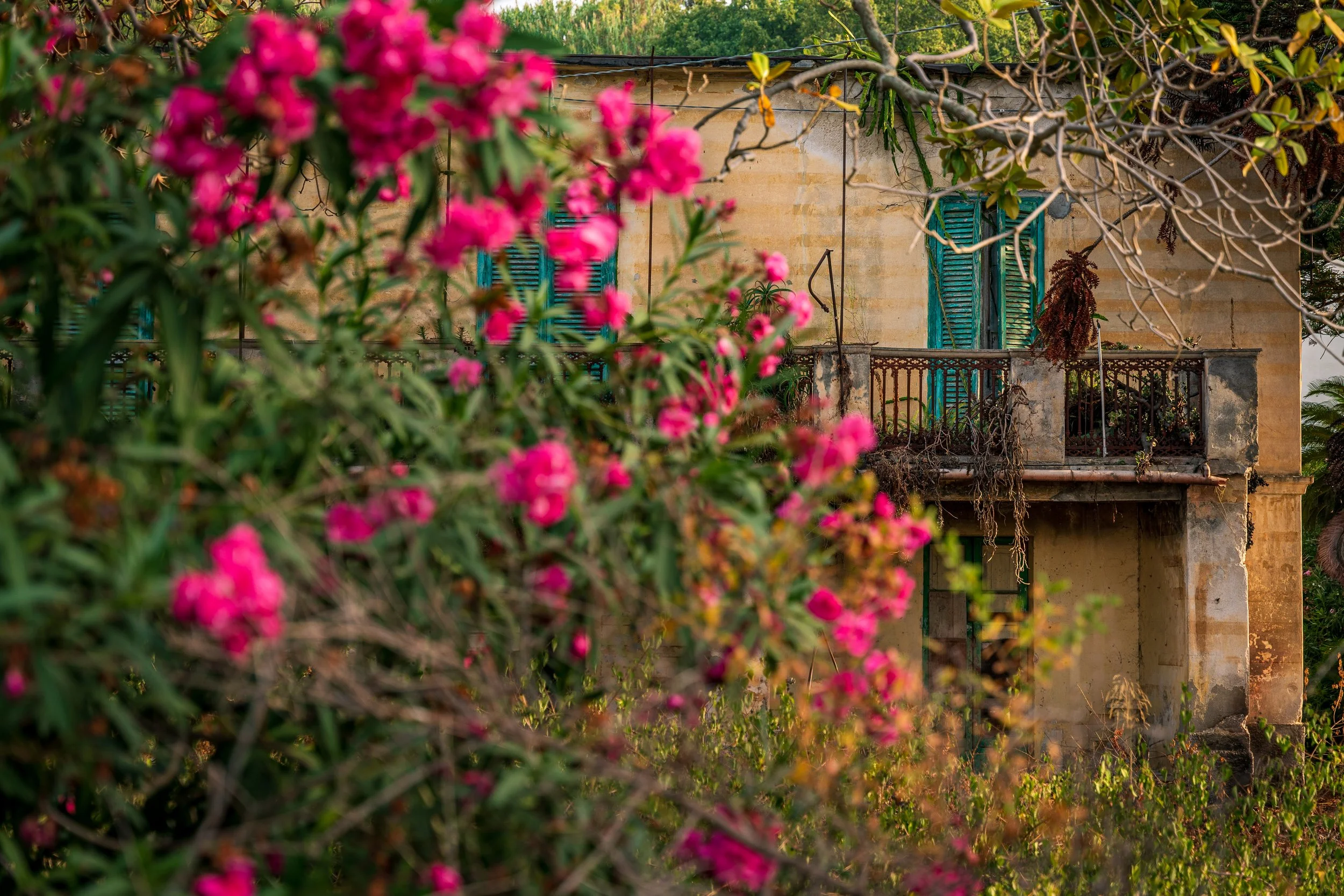 Peeking at an abandoned house in Tropea, Calabria, Italy, through a bush of bright pink flowers. 