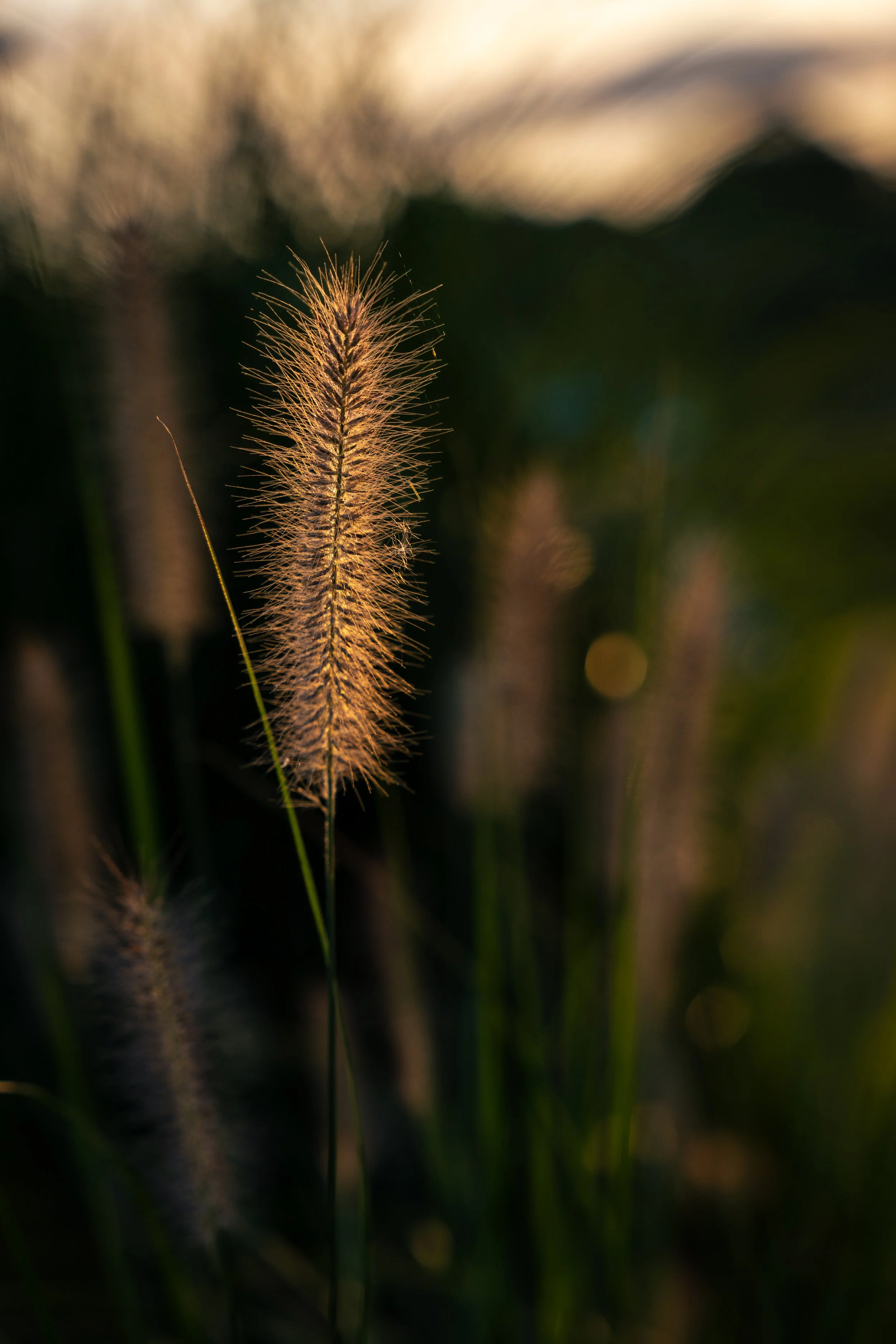 Wheat-like plant near Congers Lake. Rockland County, New York State.