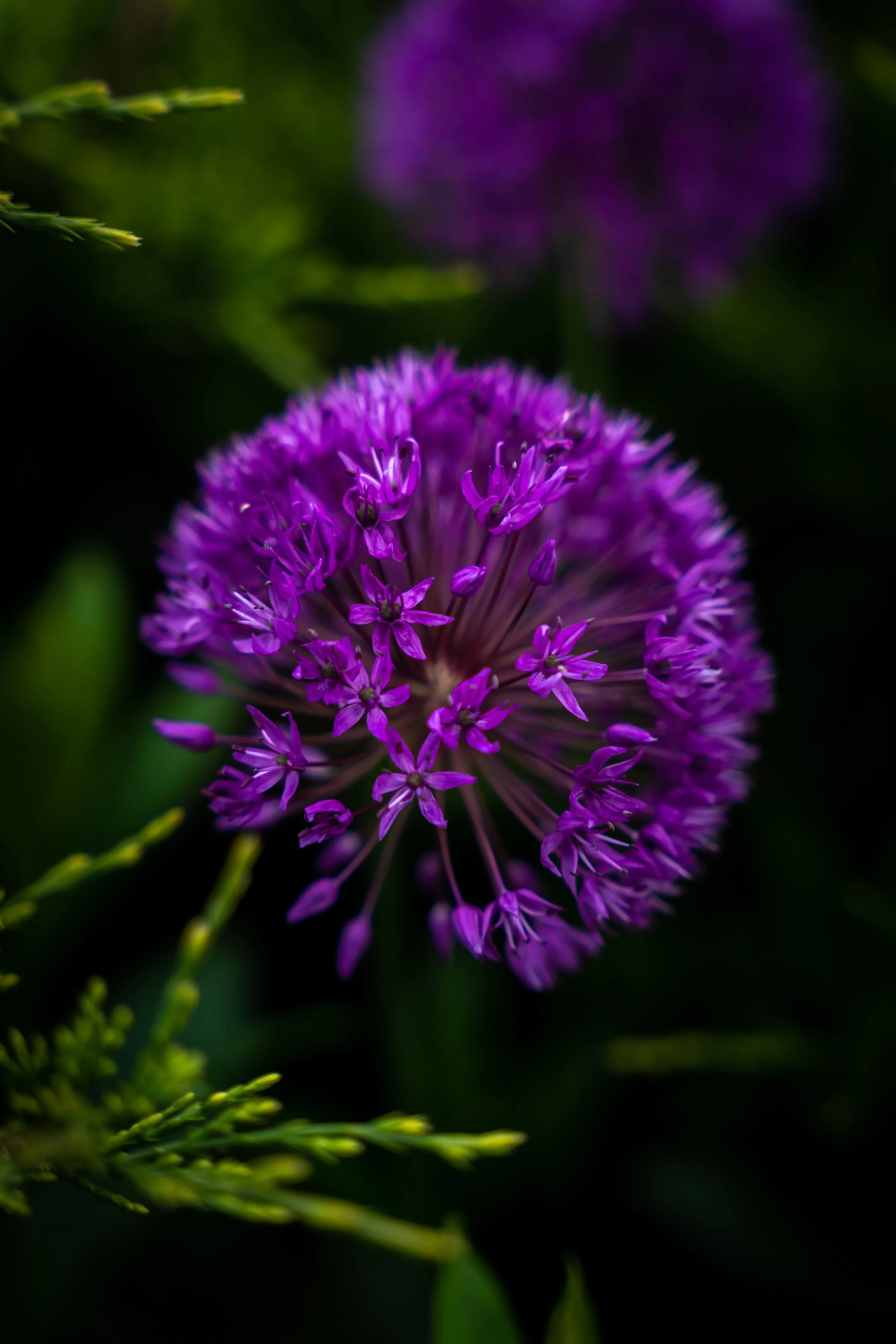 A purple Pom Pom flower called an allium, taken near Chelsea Market