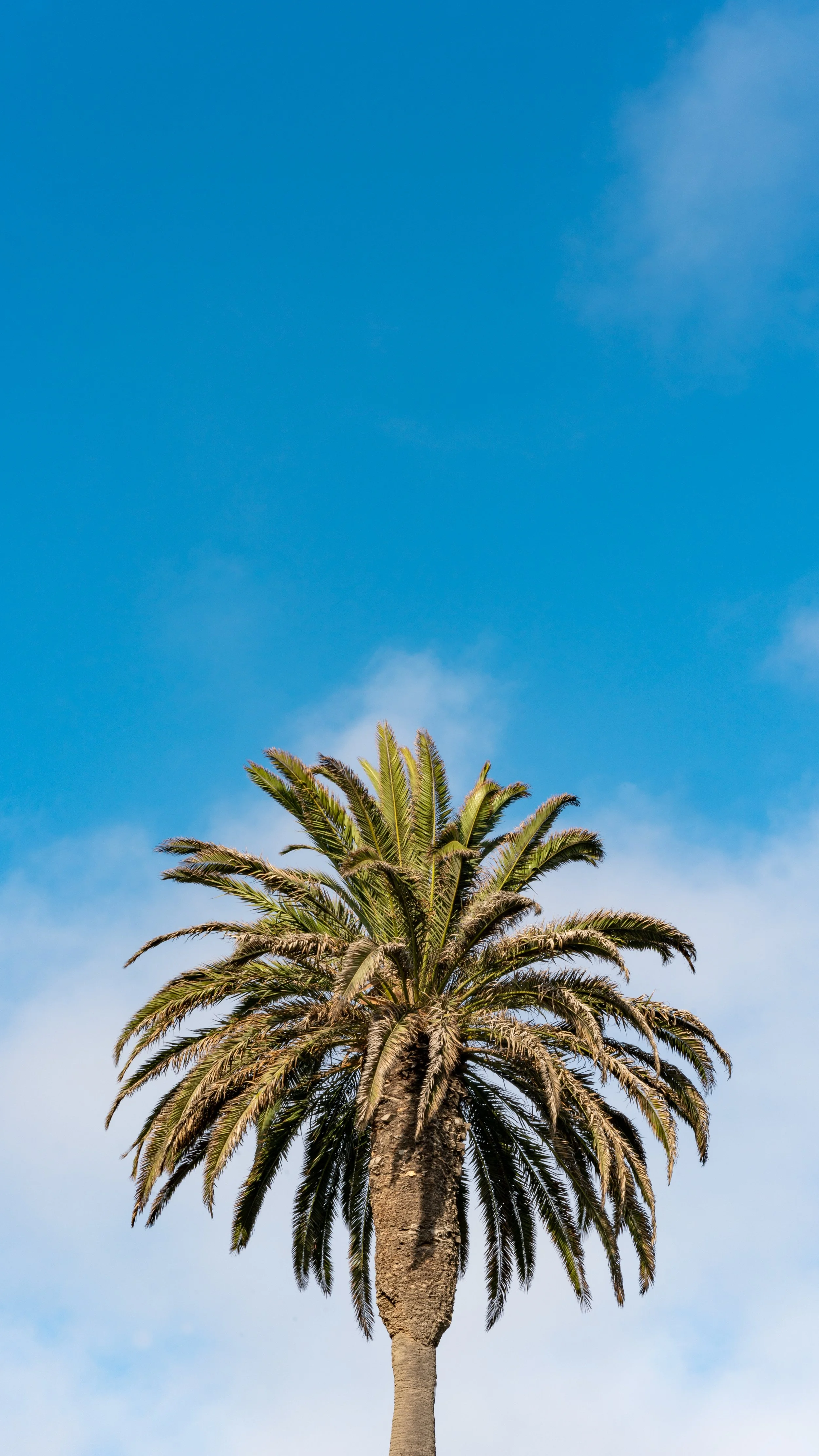 A below, point-of-view shot of a palm tree near Santa Monica Pier. Los Angeles, California, 2022.