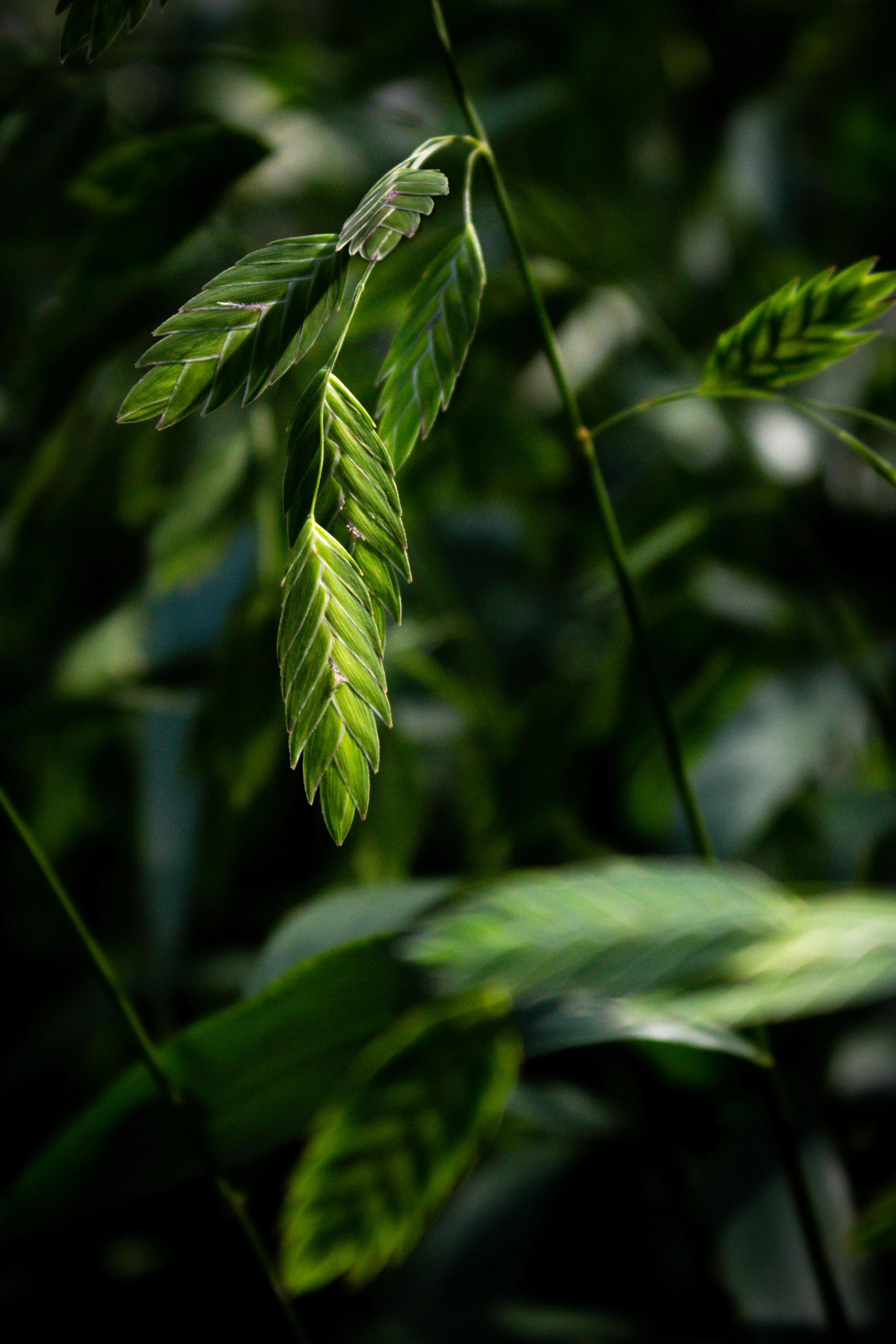 Leaves in a planter outside a grocery store in the Upper West Side, New York City.