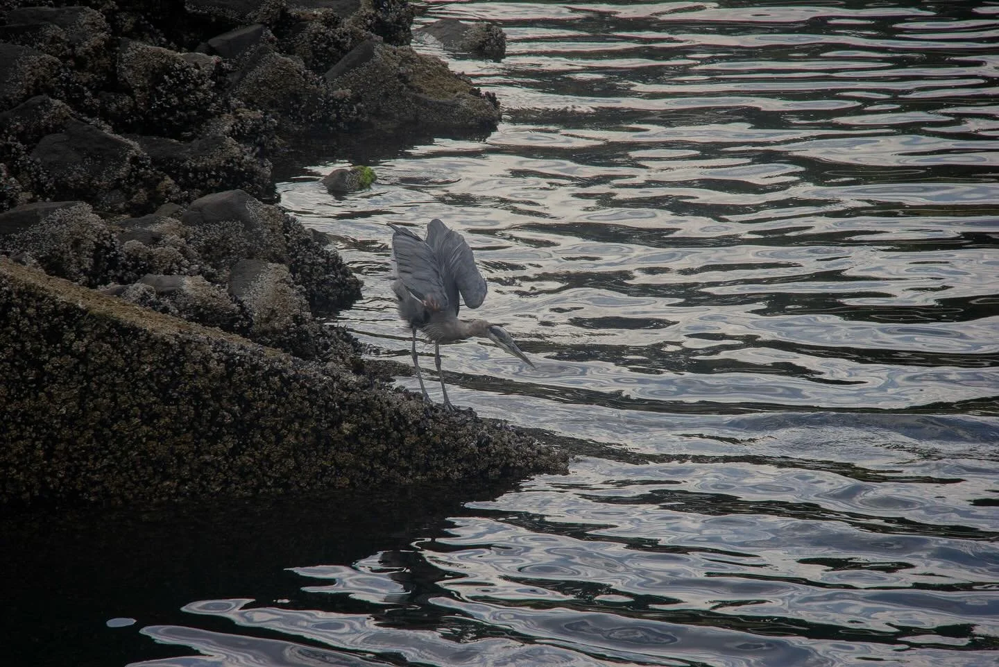 What a crazy cool few weeks so far, here&rsquo;s a bird picture! Excited for the opportunities to come &lt;3 yay