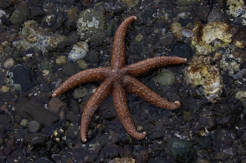 So many stars ⭐️