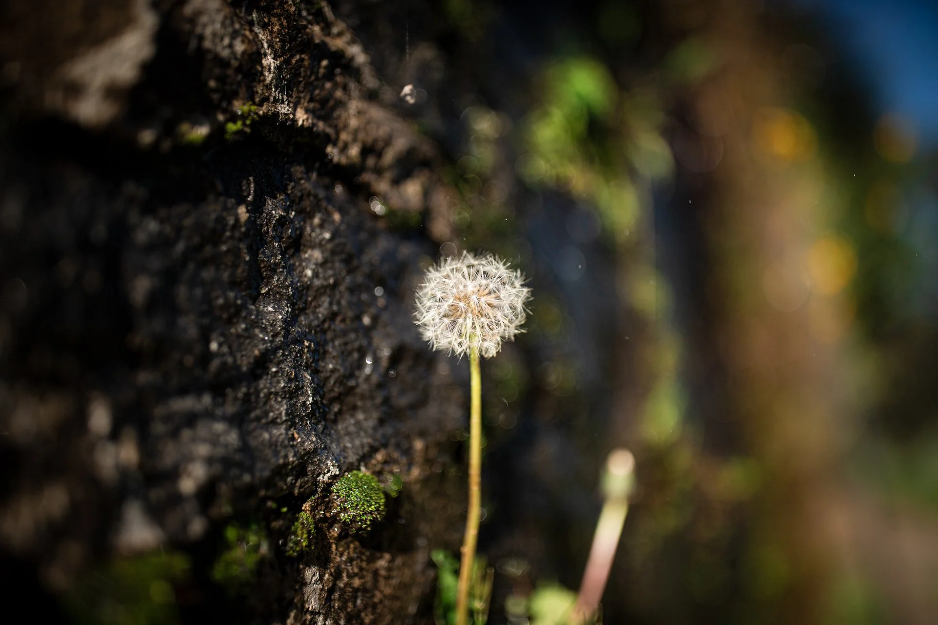 9aef0996-0df7-4f5f-a9b4-a37a4ba4ccd1_rw_1920.jpeg