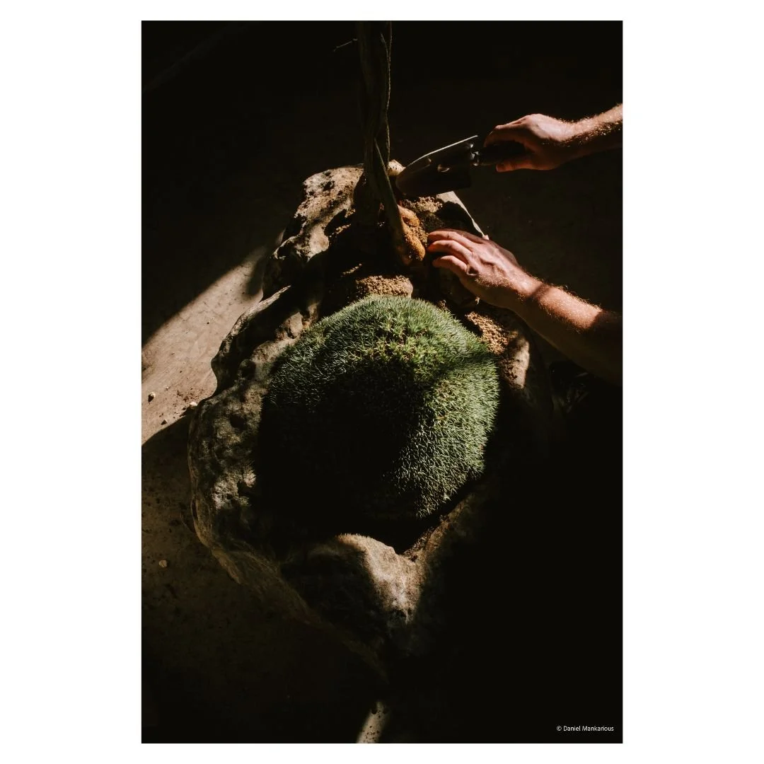 Overhead view of professional plant styling, showing hands carefully arranging soil for a mounded green plant with bottle tree.