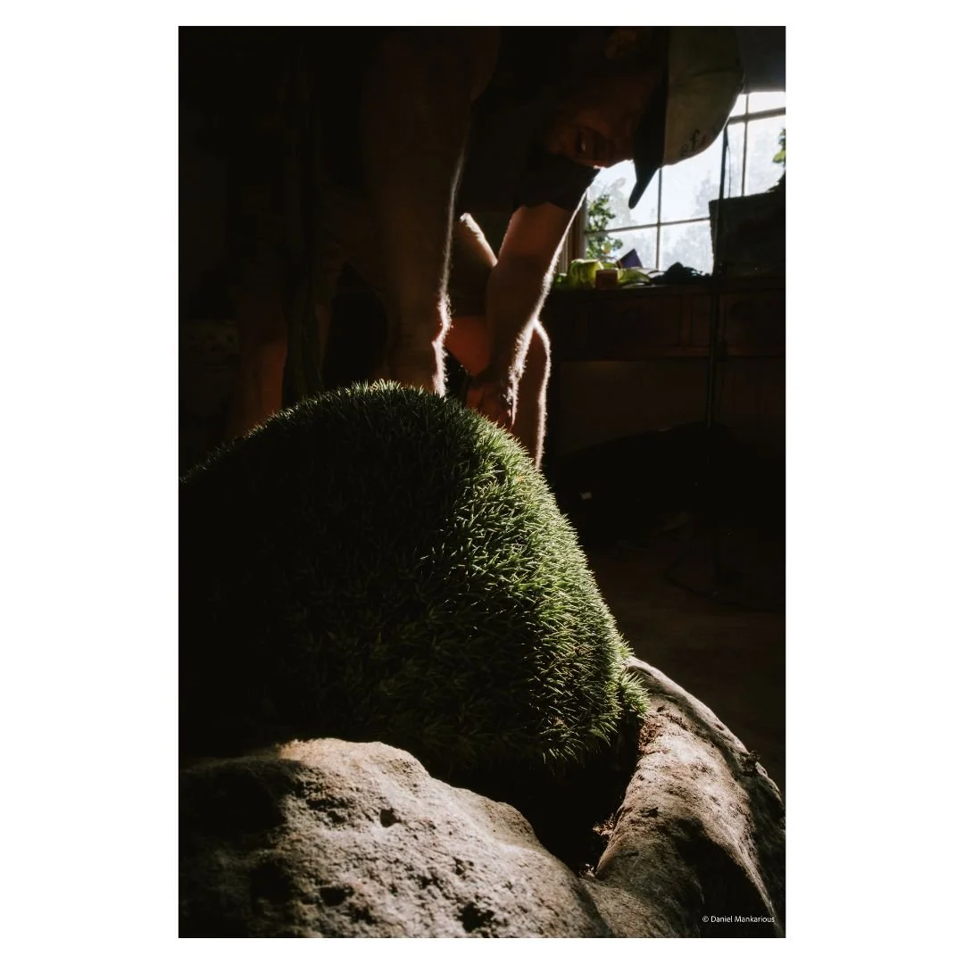 Close-up of the labor-intensive potting process at Demeter Plants, showcasing the attention to detail required for premium interior greenery.