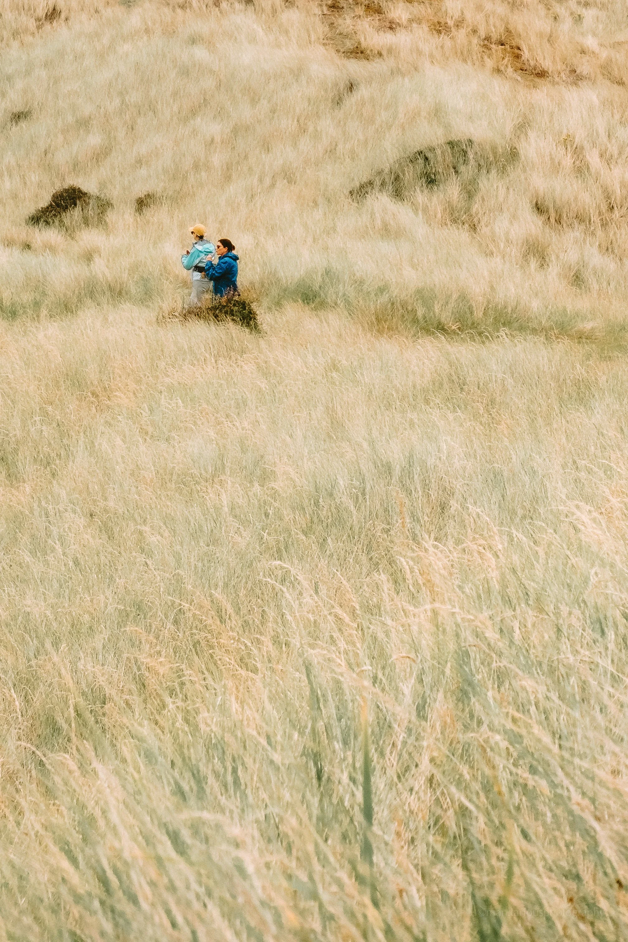 Two people walking through tall, yellow grass in a wide open field, one wearing a yellow hat and the other in a blue jacket.