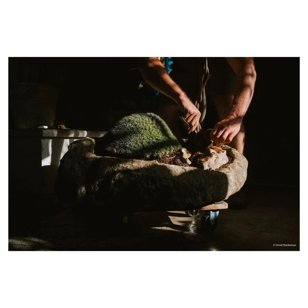 Behind-the-scenes of Gus at Demeter Plants Sydney meticulously potting a structural green plant in a large, hand-carved stone vessel.
