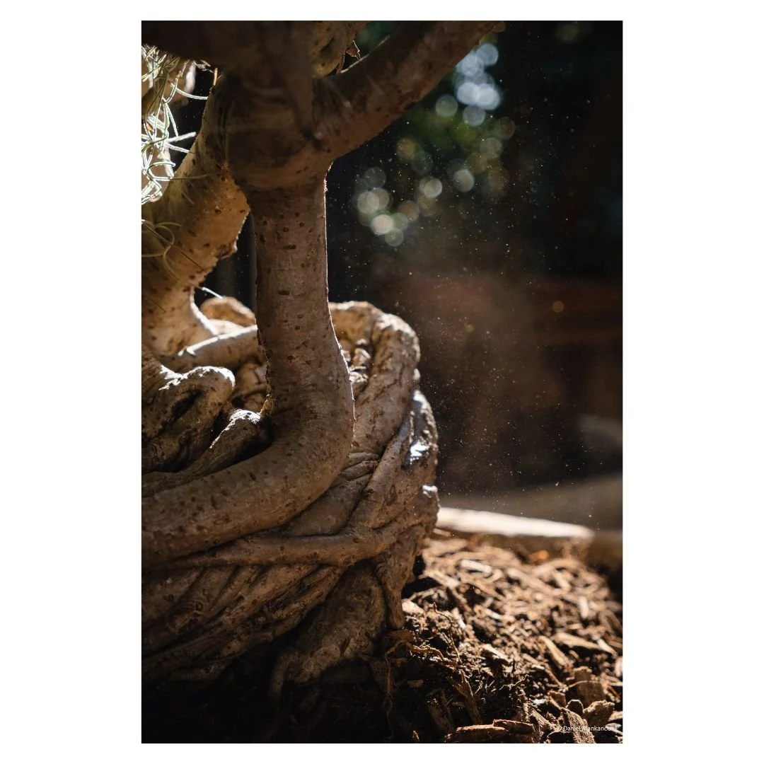 Macro photograph of a textured plant trunk and intertwined roots, highlighting the botanical details of Demeter Plants' premium stock.