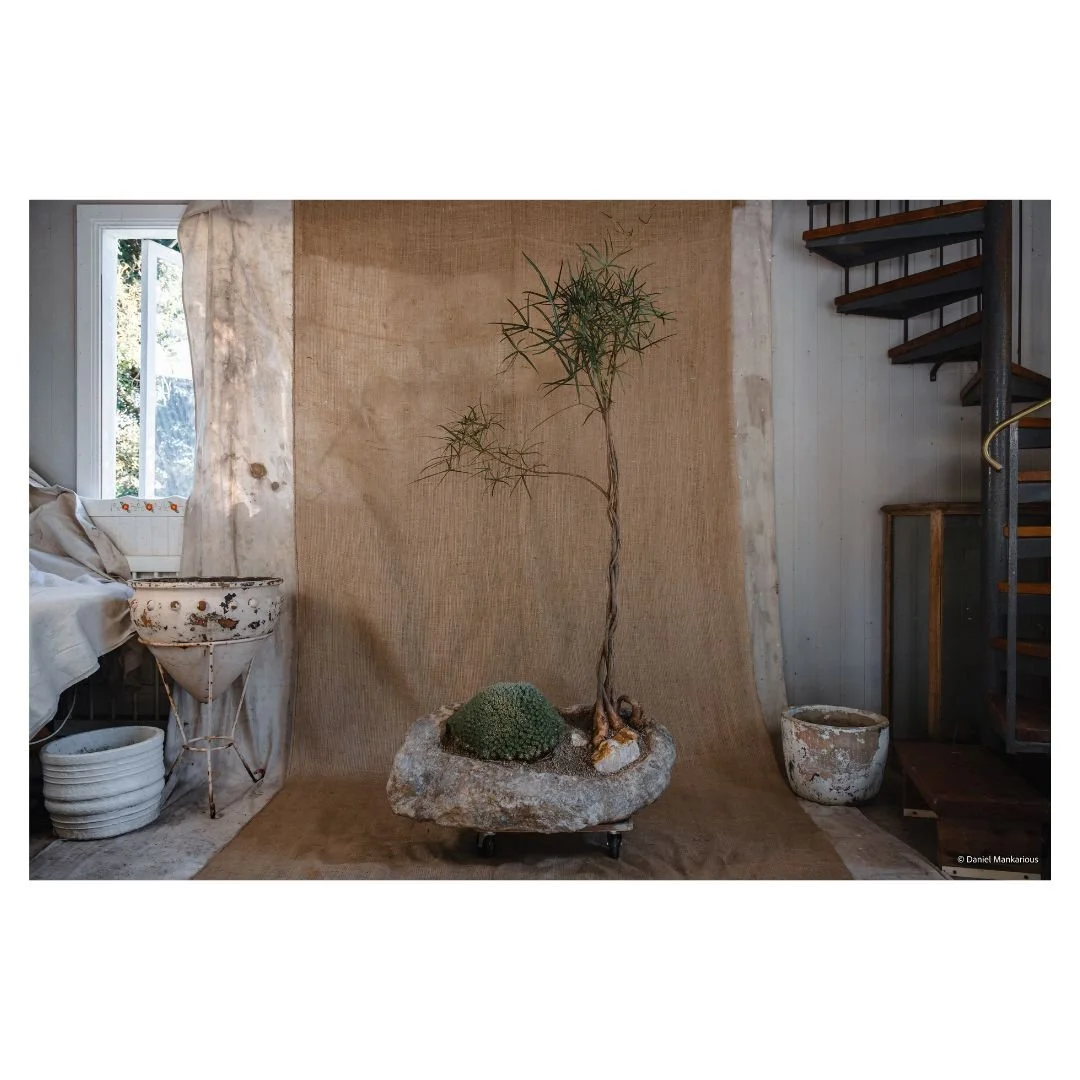 Architectural indoor bottle tree styled in a rustic stone pot against a burlap studio backdrop, perfect for high-end Sydney interior design projects.