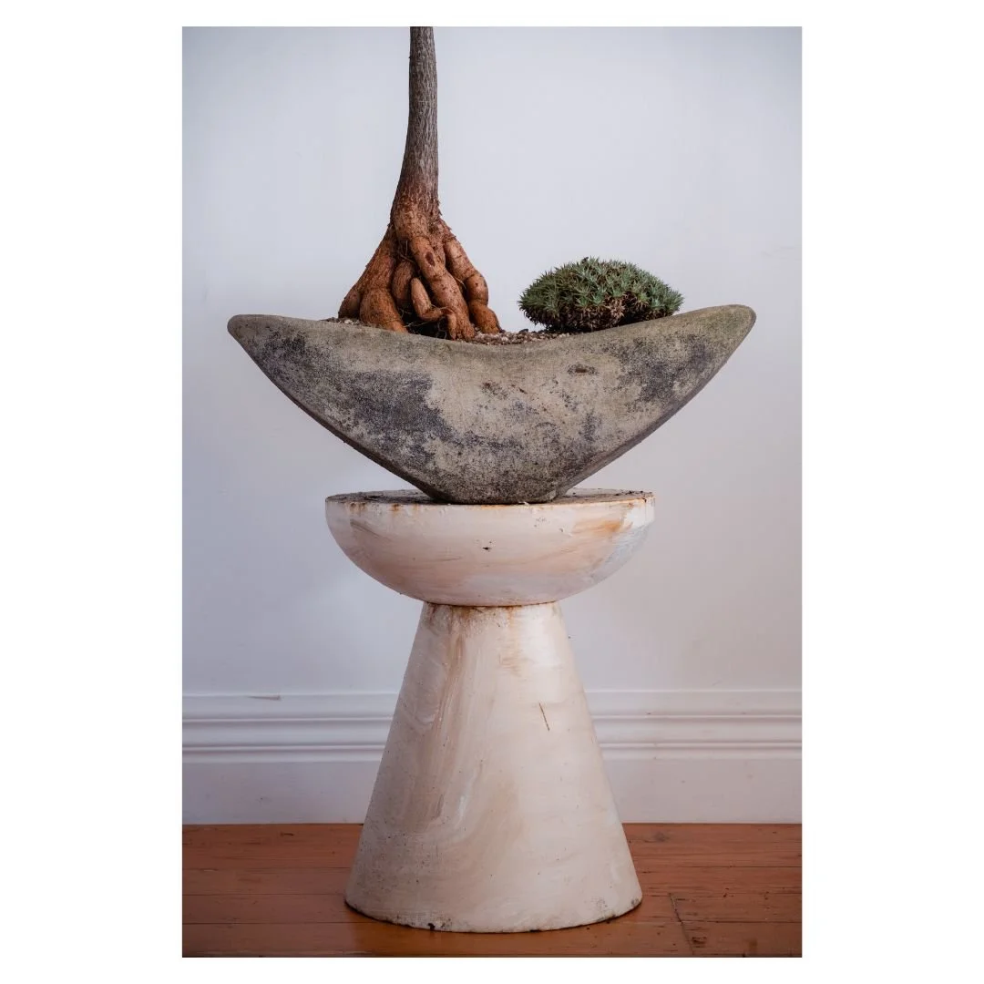 Styled bottle tree in a concrete boat pot on a pedestal, photographed for Demeter Plants interior styling.