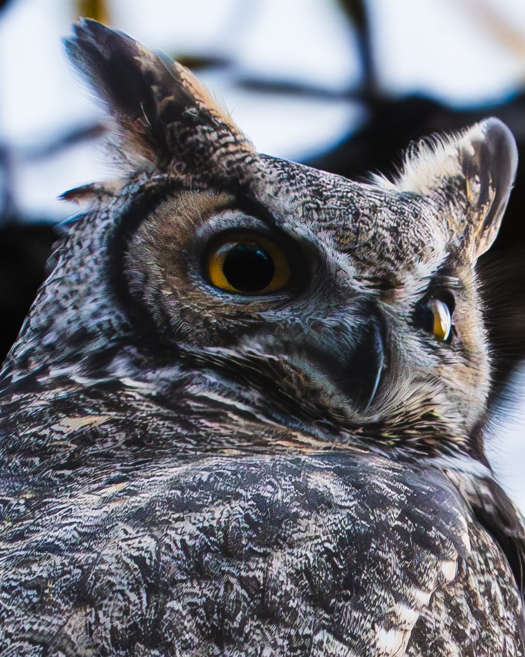Grove Owl 5.jpg