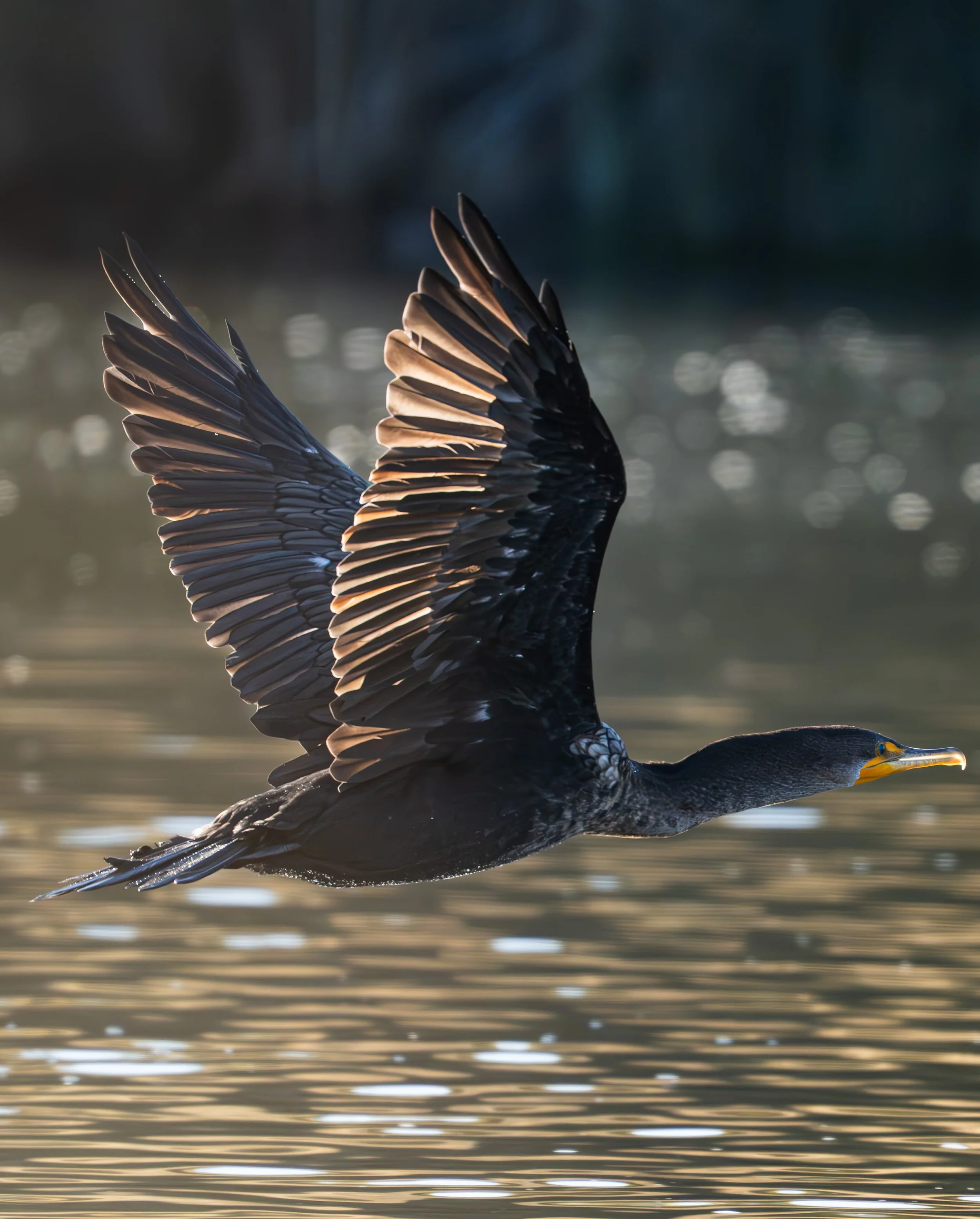 Pembroke Cormorant.jpg