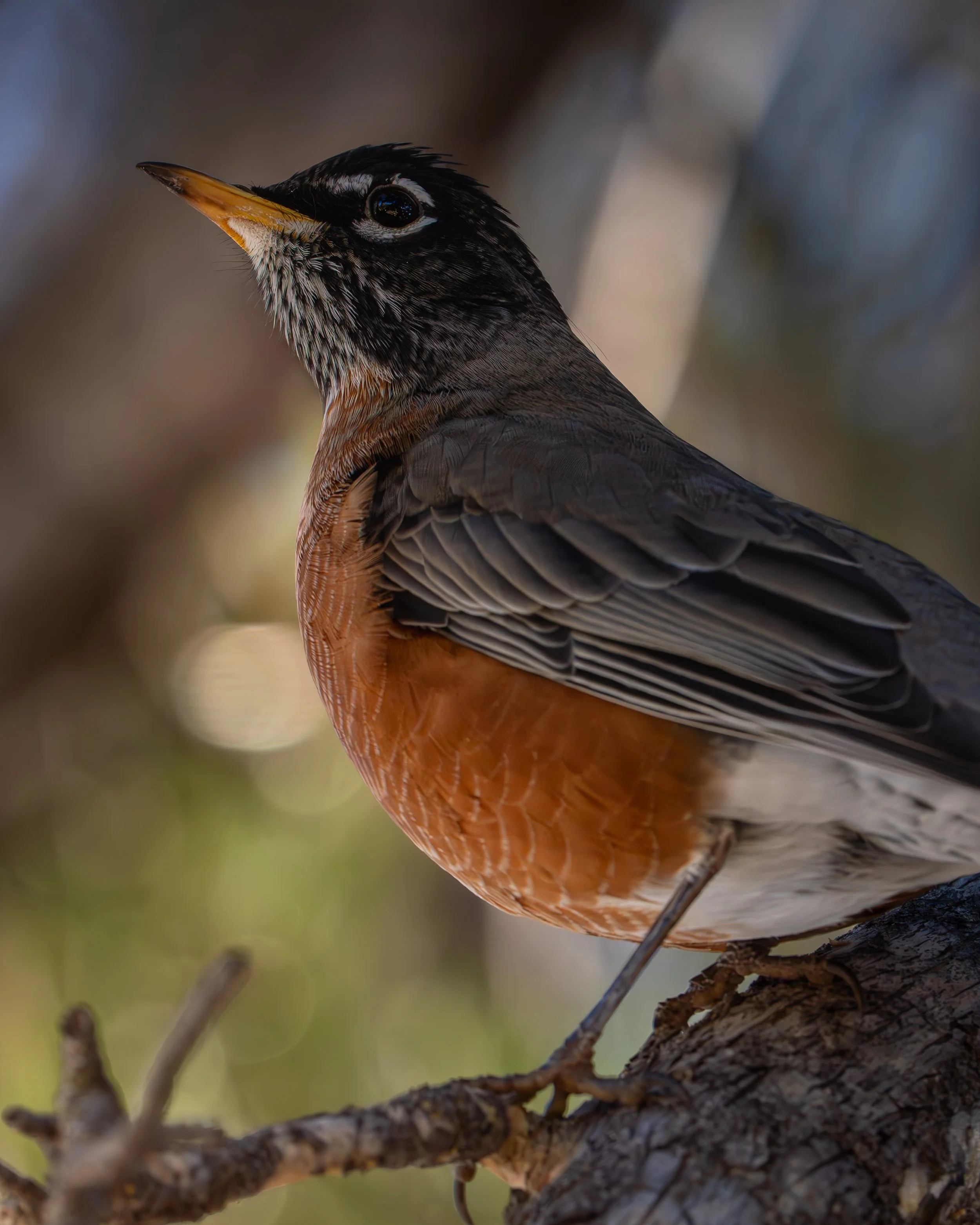 Tahoe Robin 2.jpg