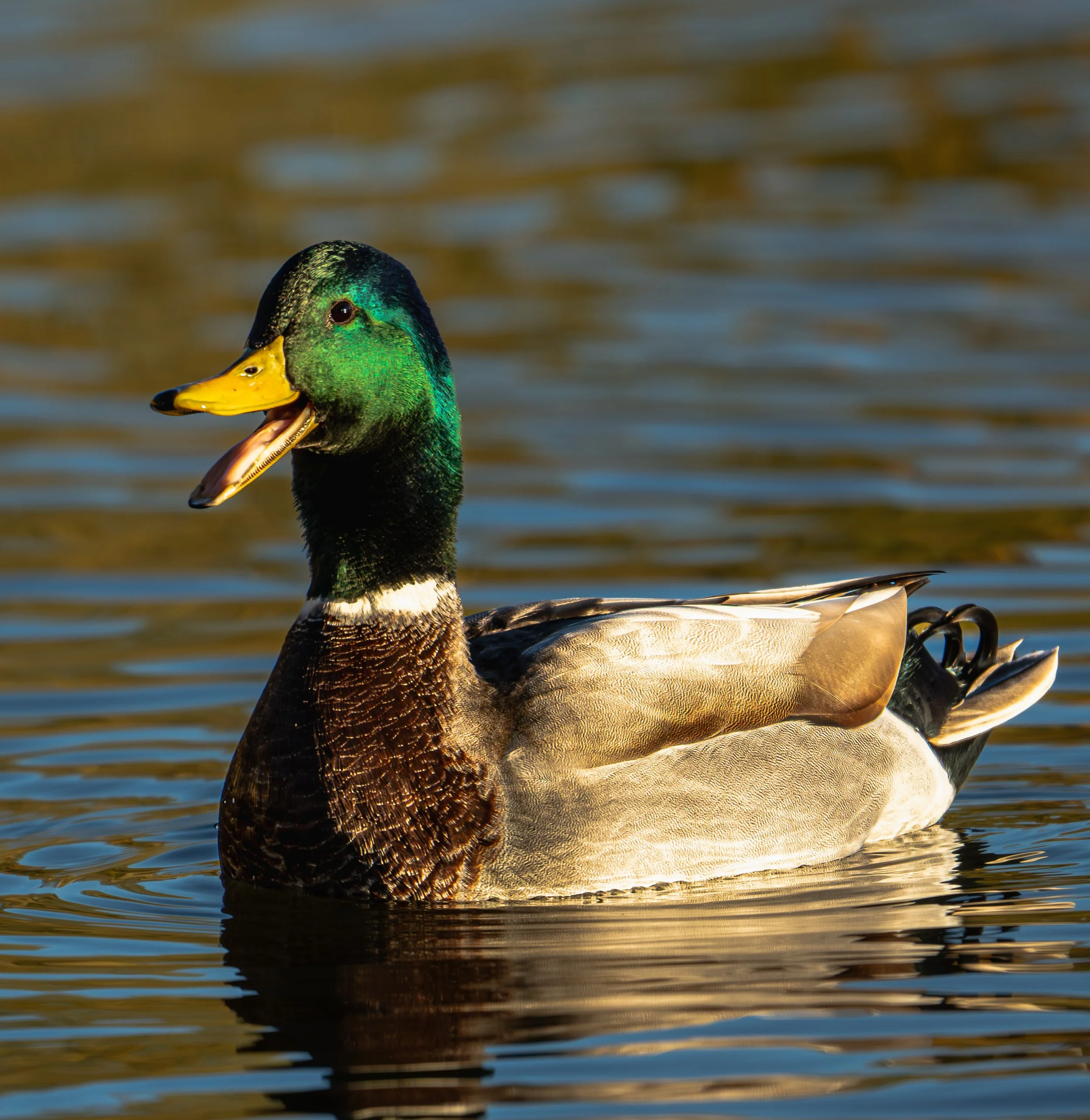Virginia Lake Mallard 2.jpg