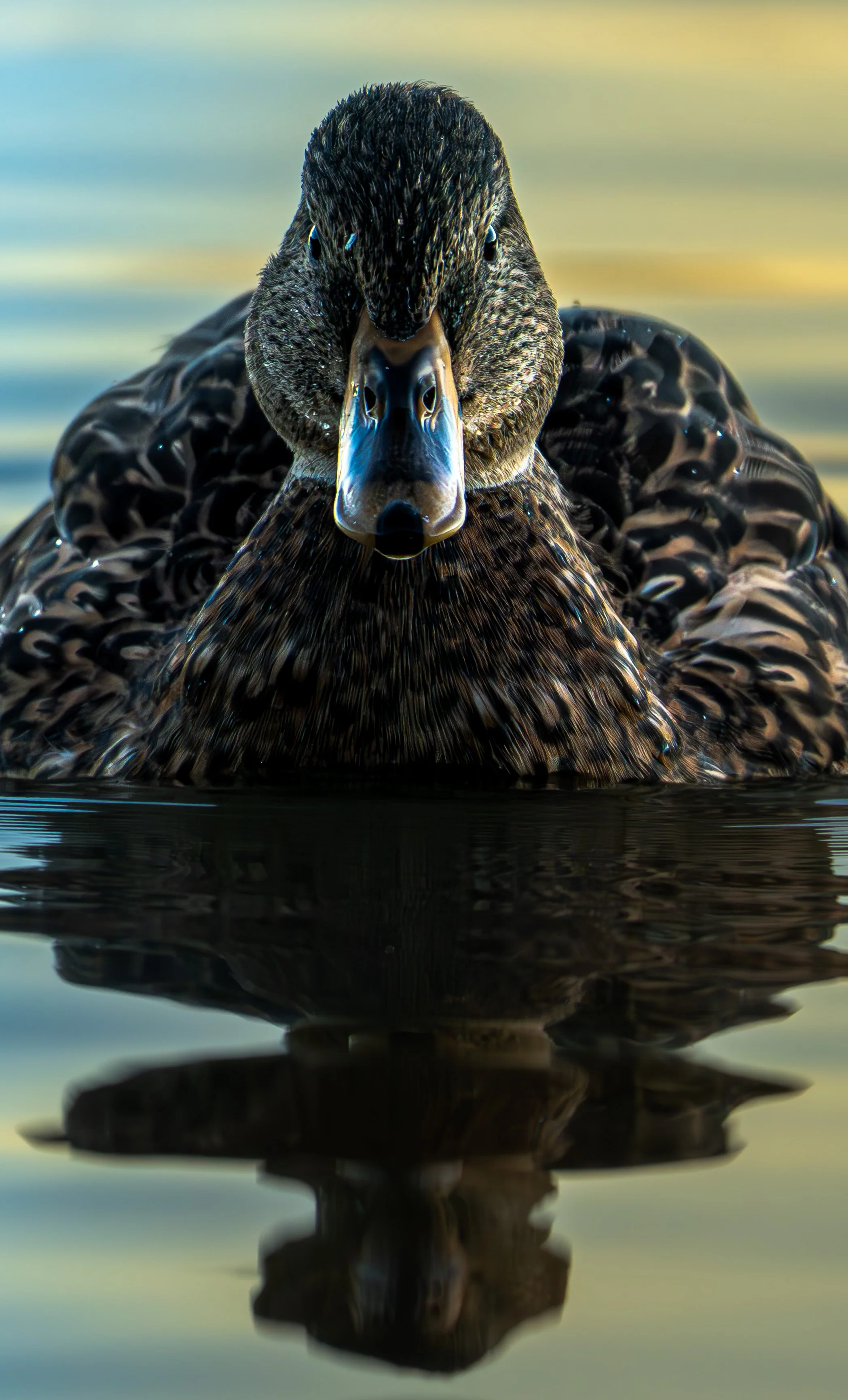 Virginia Lake Duck.jpg