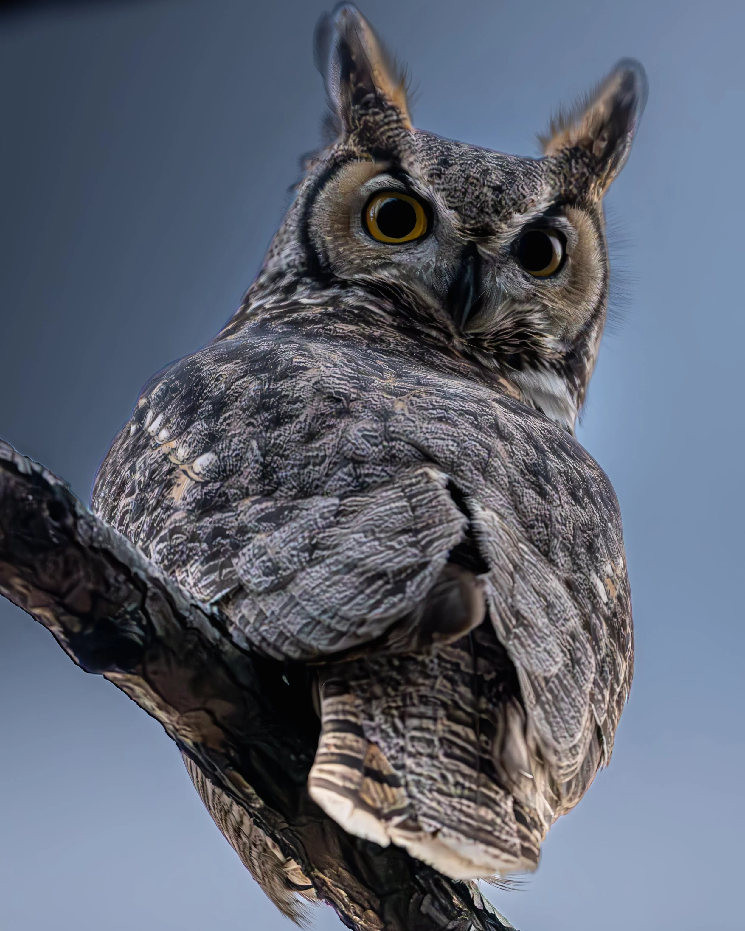 Grove Owl 3.jpg