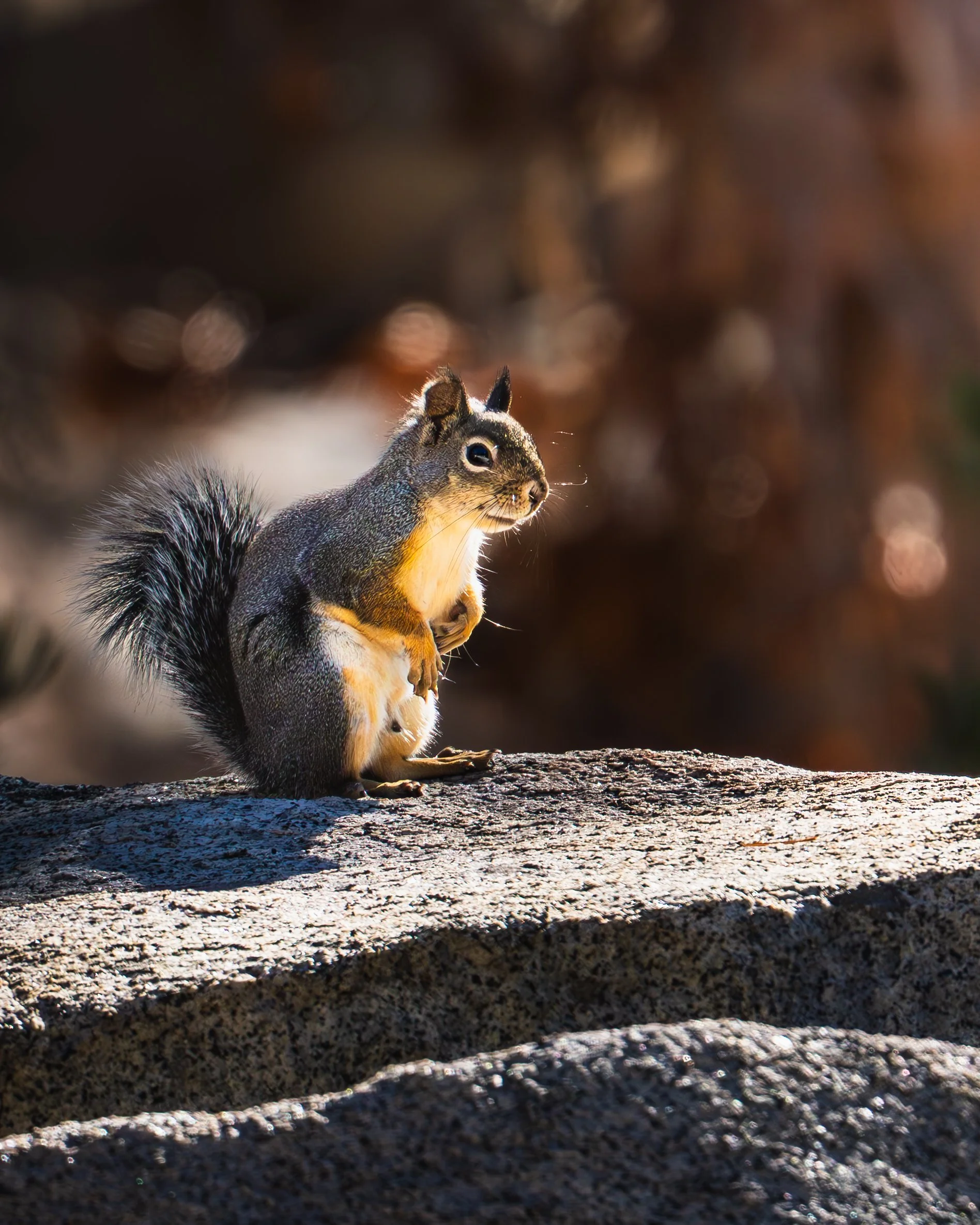 Tahoe Squirel.jpg