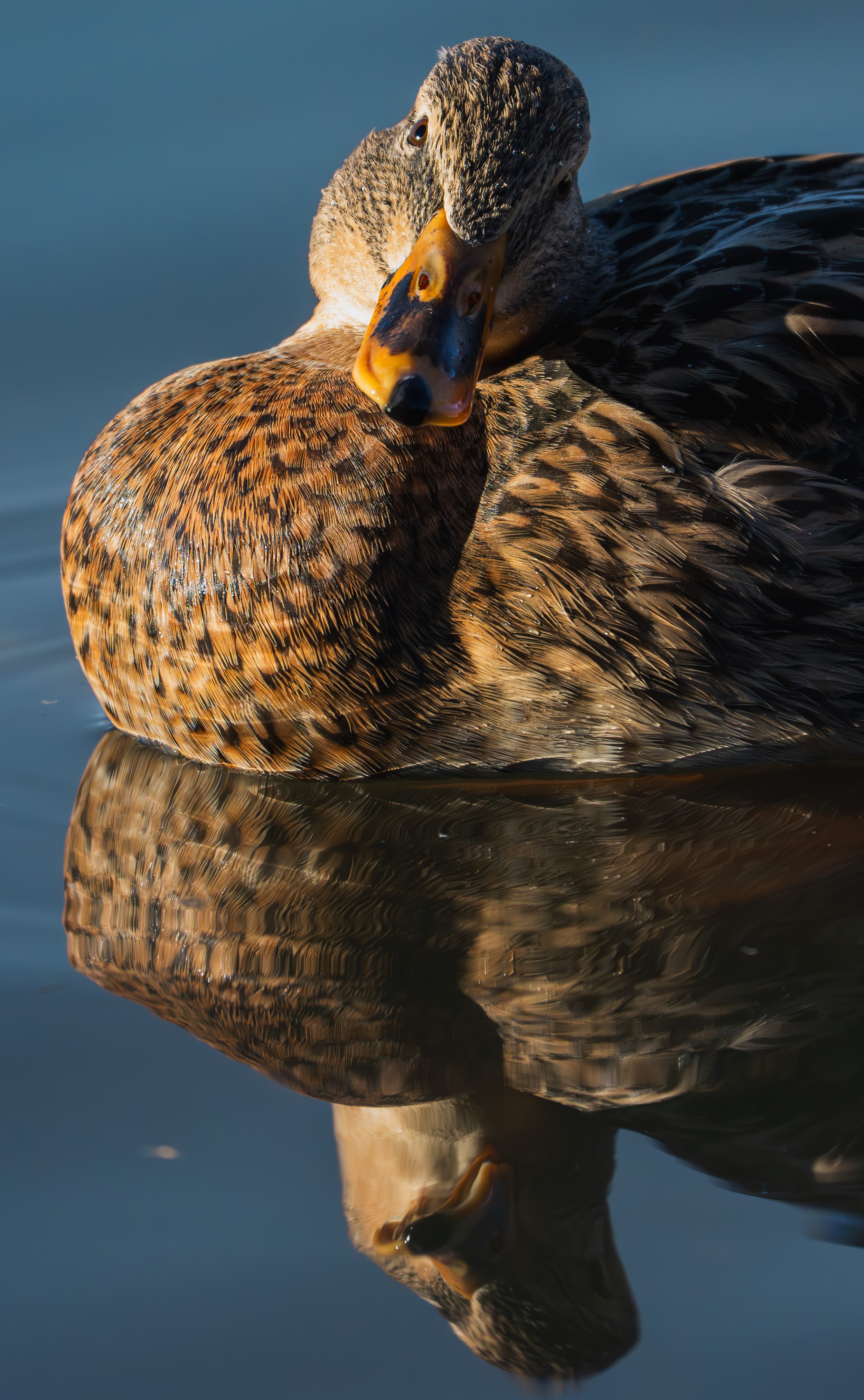 Virginia Lake Anas.jpg