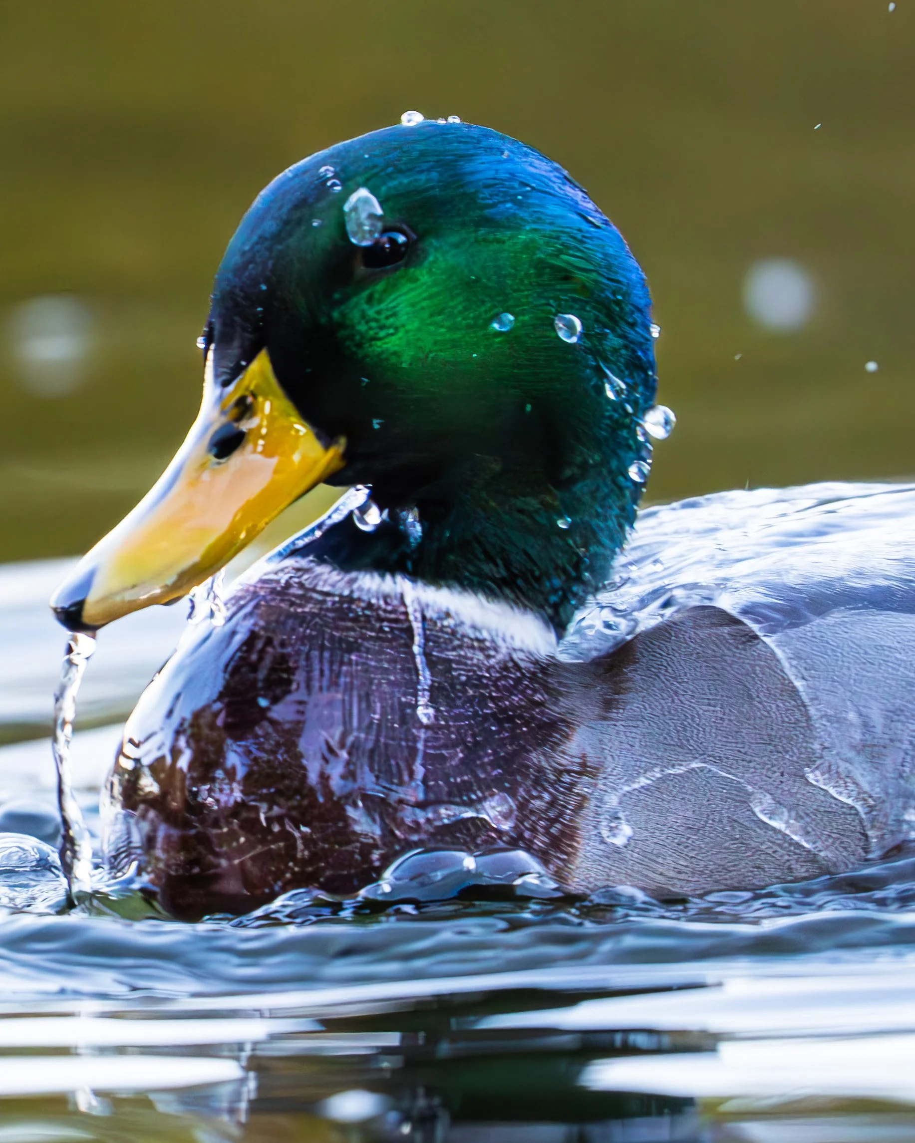 Idlewild mallard 2.jpg