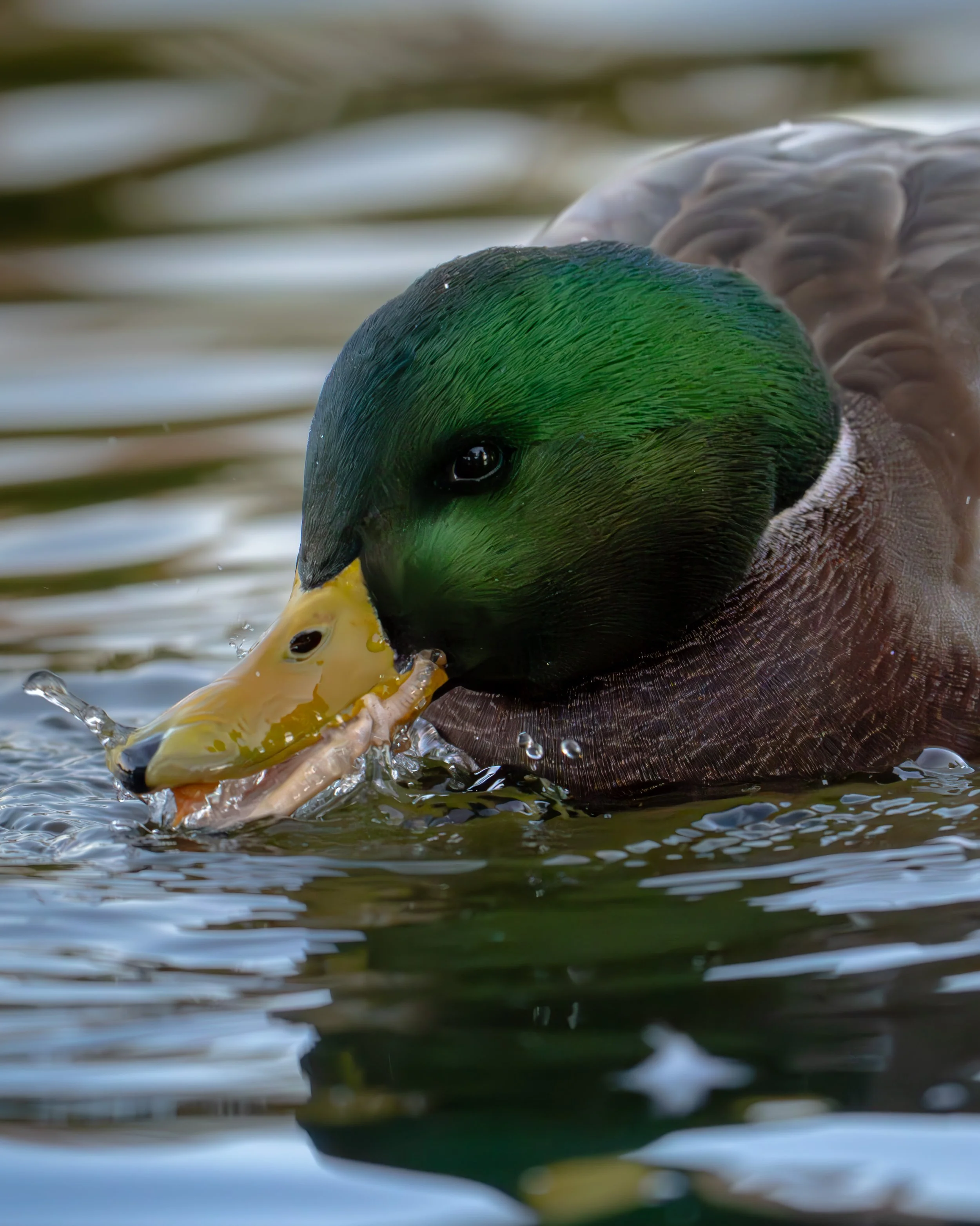 Idlewild mallard 3.jpg