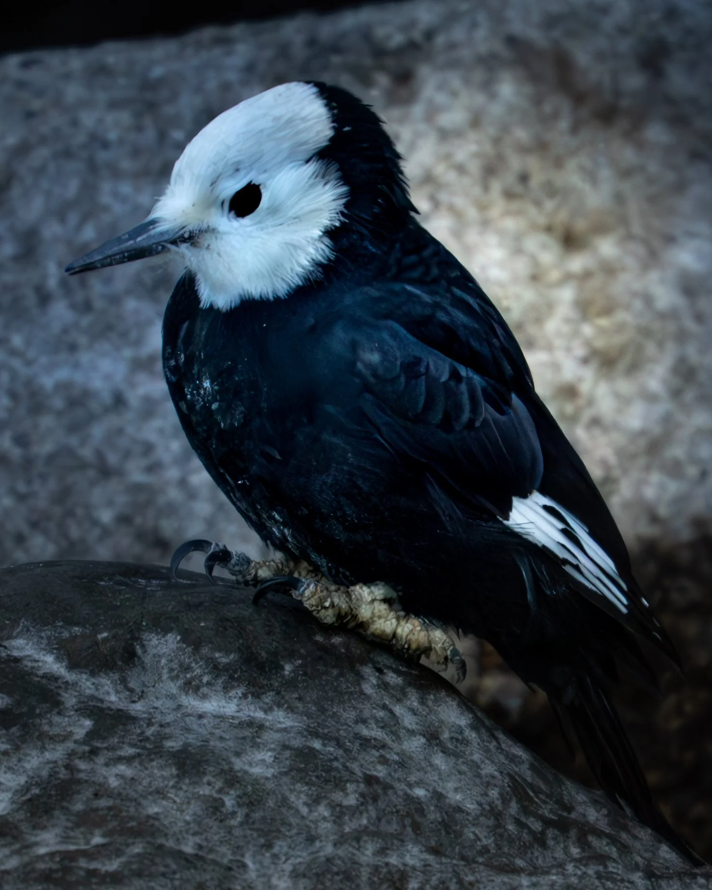 Tahoe White Head Woodpecker.jpg