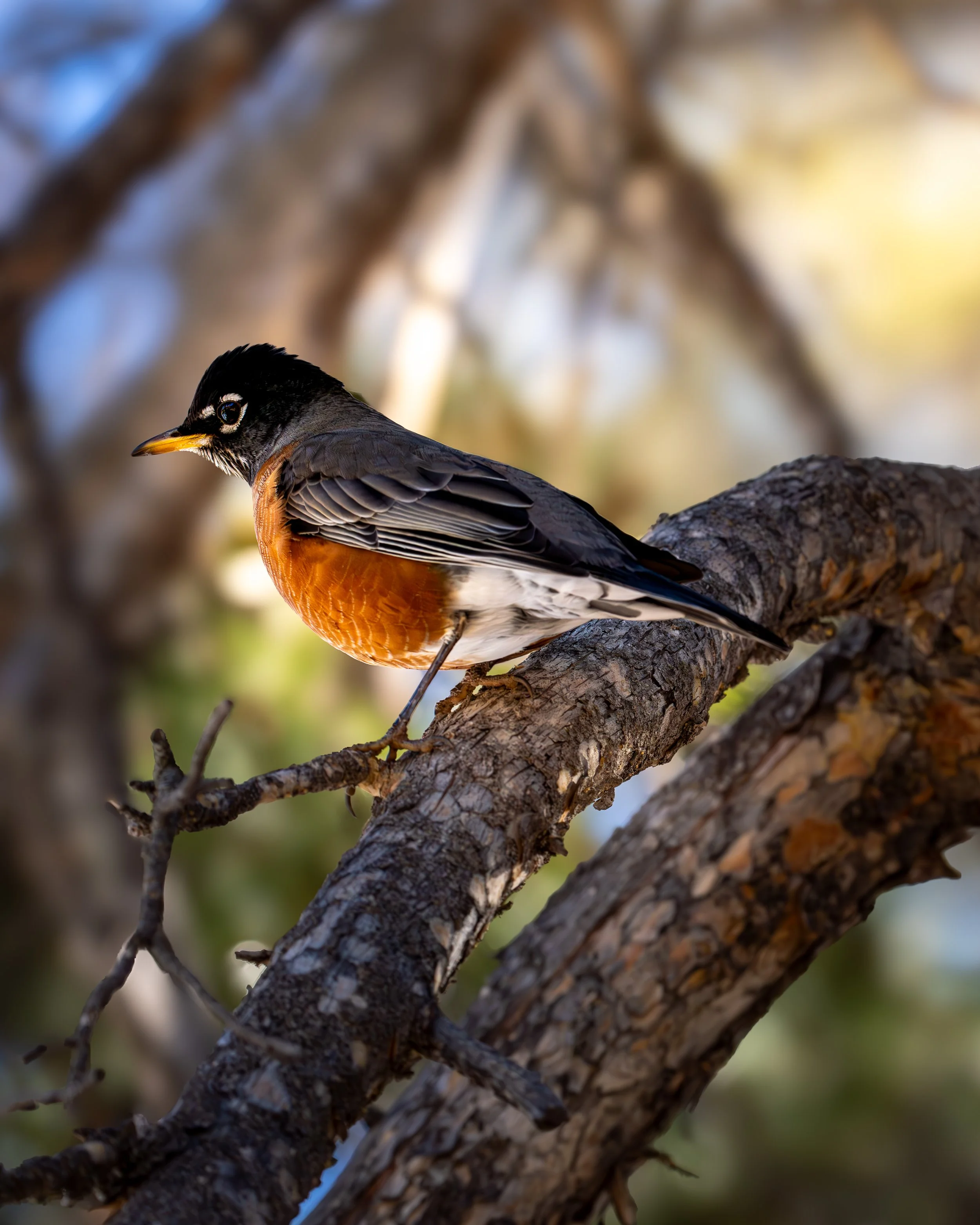 Tahoe Robin.jpg
