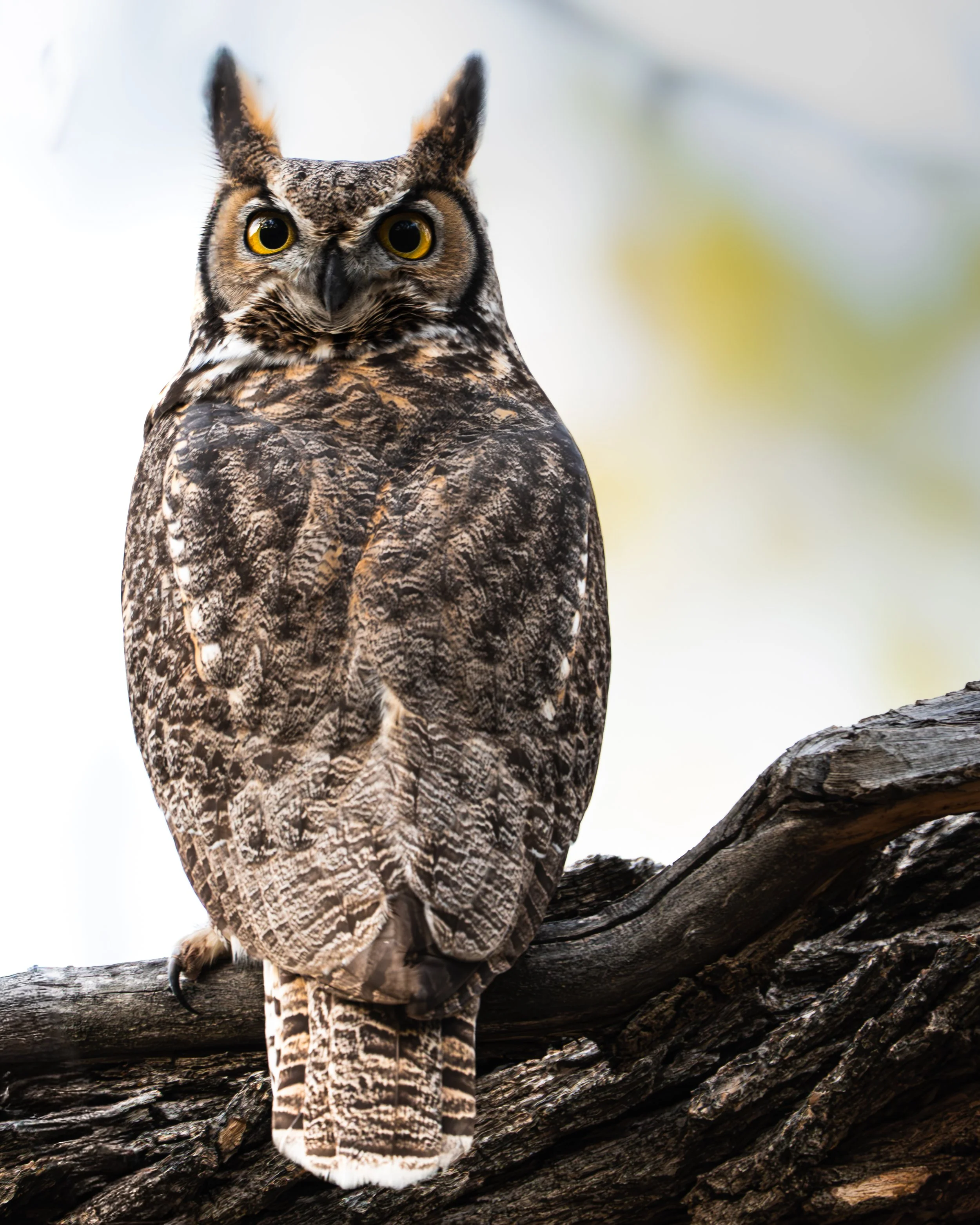 Grove Owl.jpg