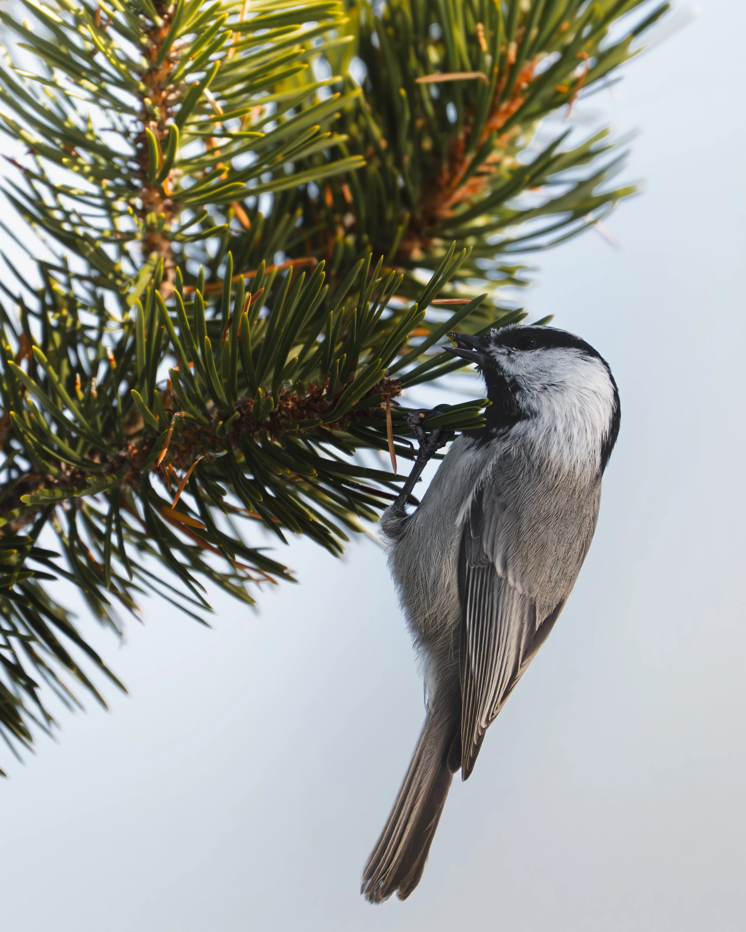 Tahoe Chickadee.jpg