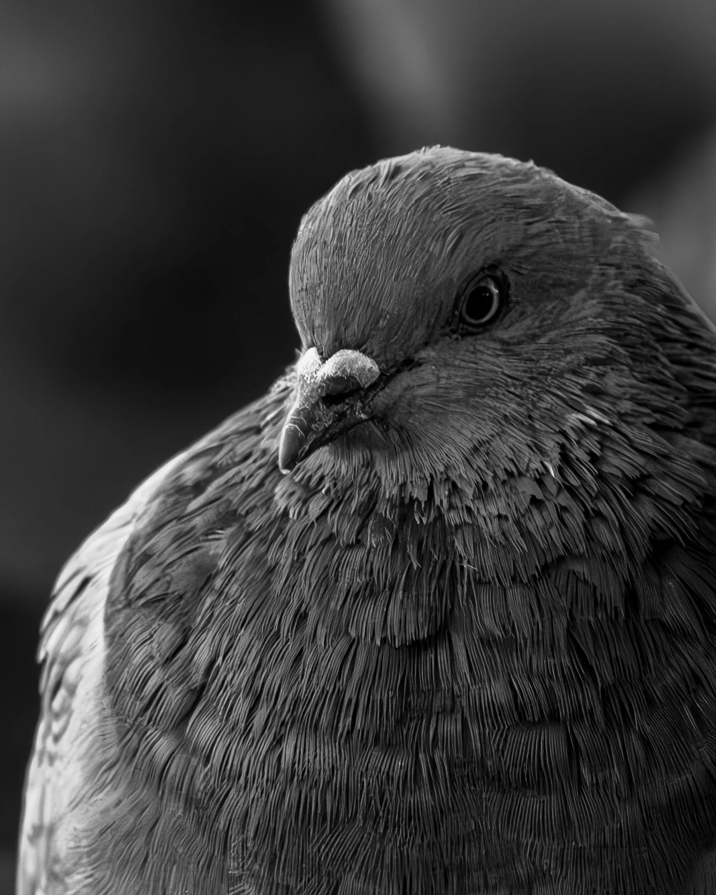 Virginia Lake Peigon B&W.jpg