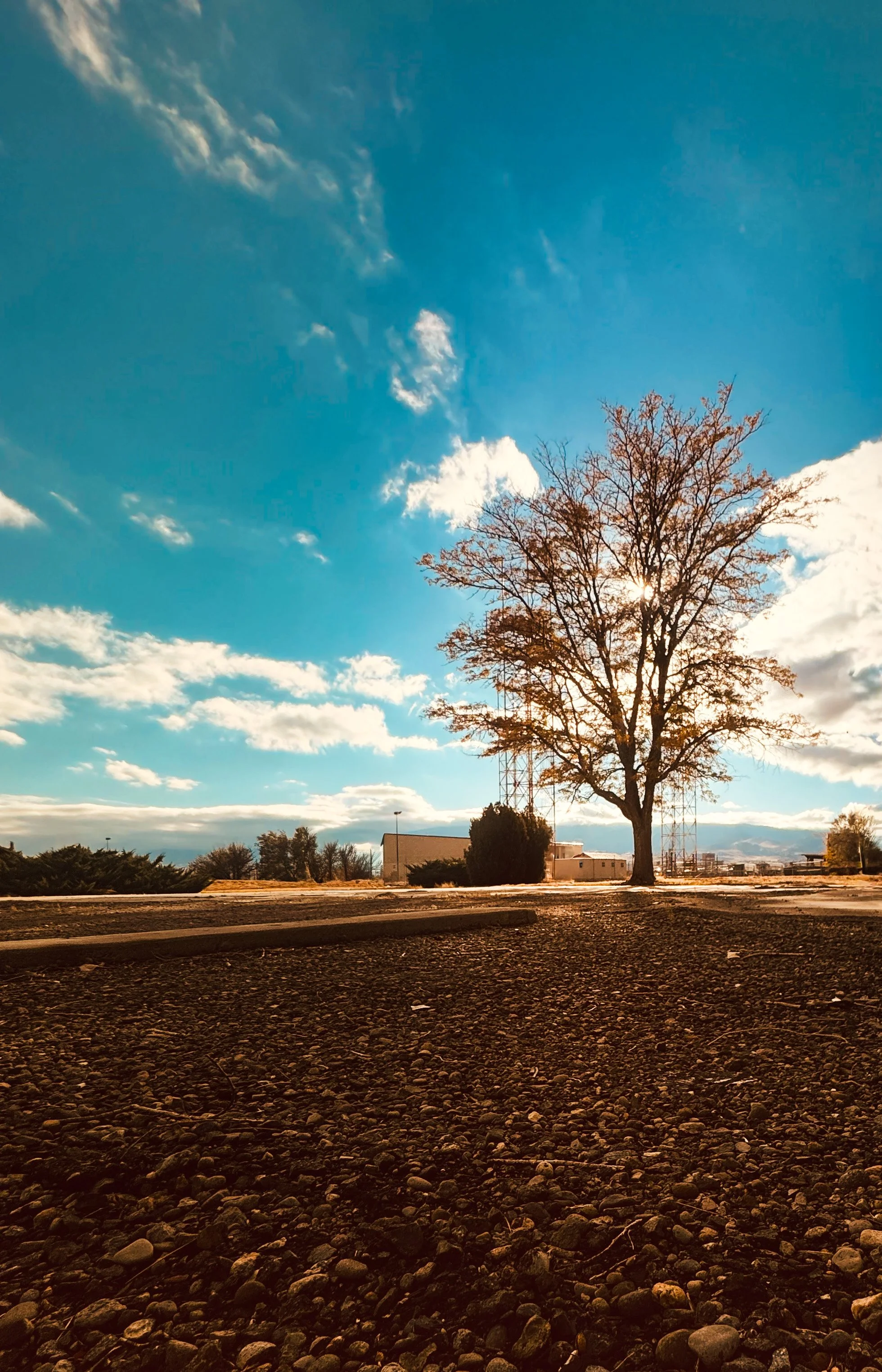 Airport Tree.jpg