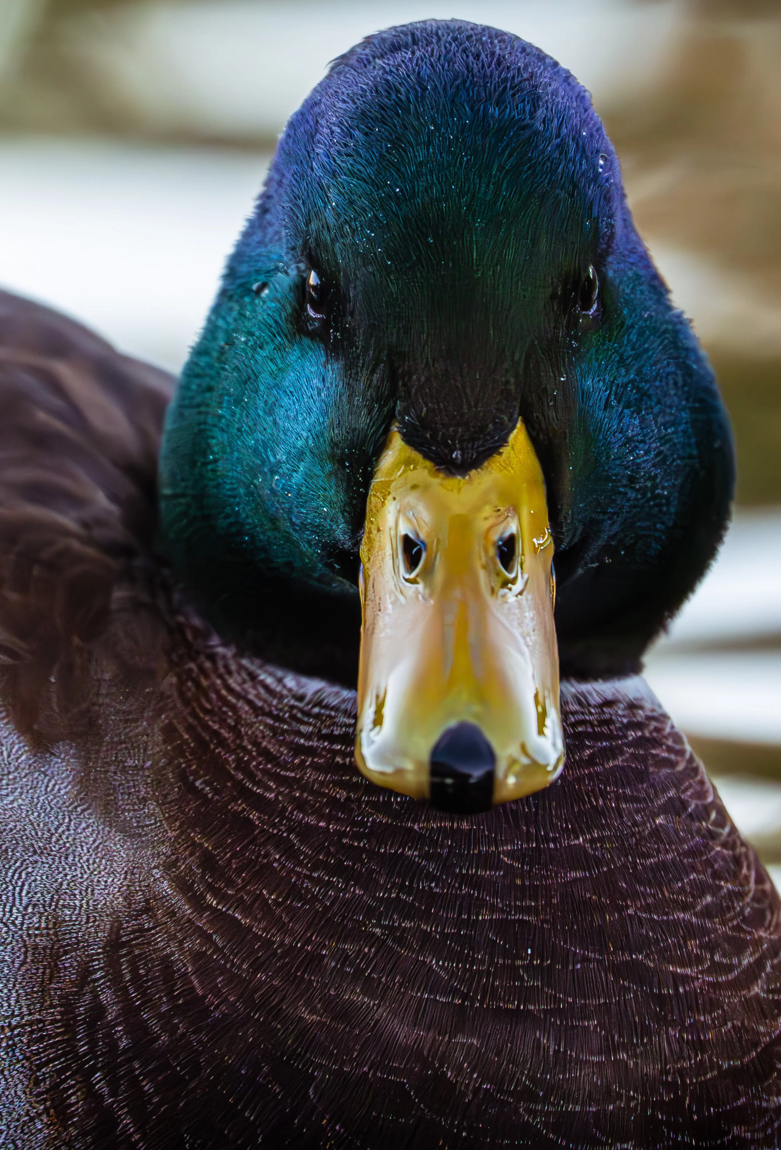 Idlewild Mallard.jpg