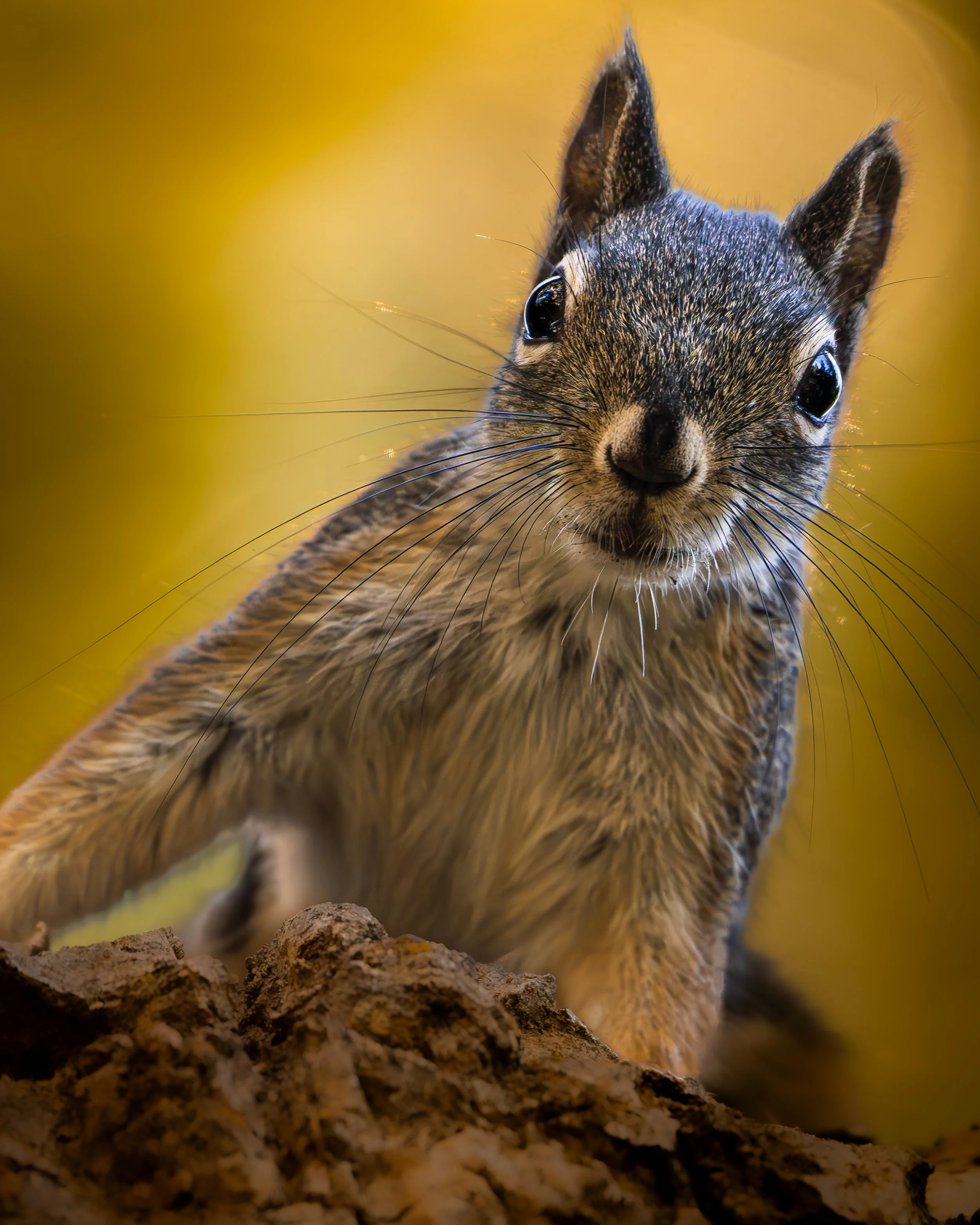Hunter Creek Squirrel.jpg