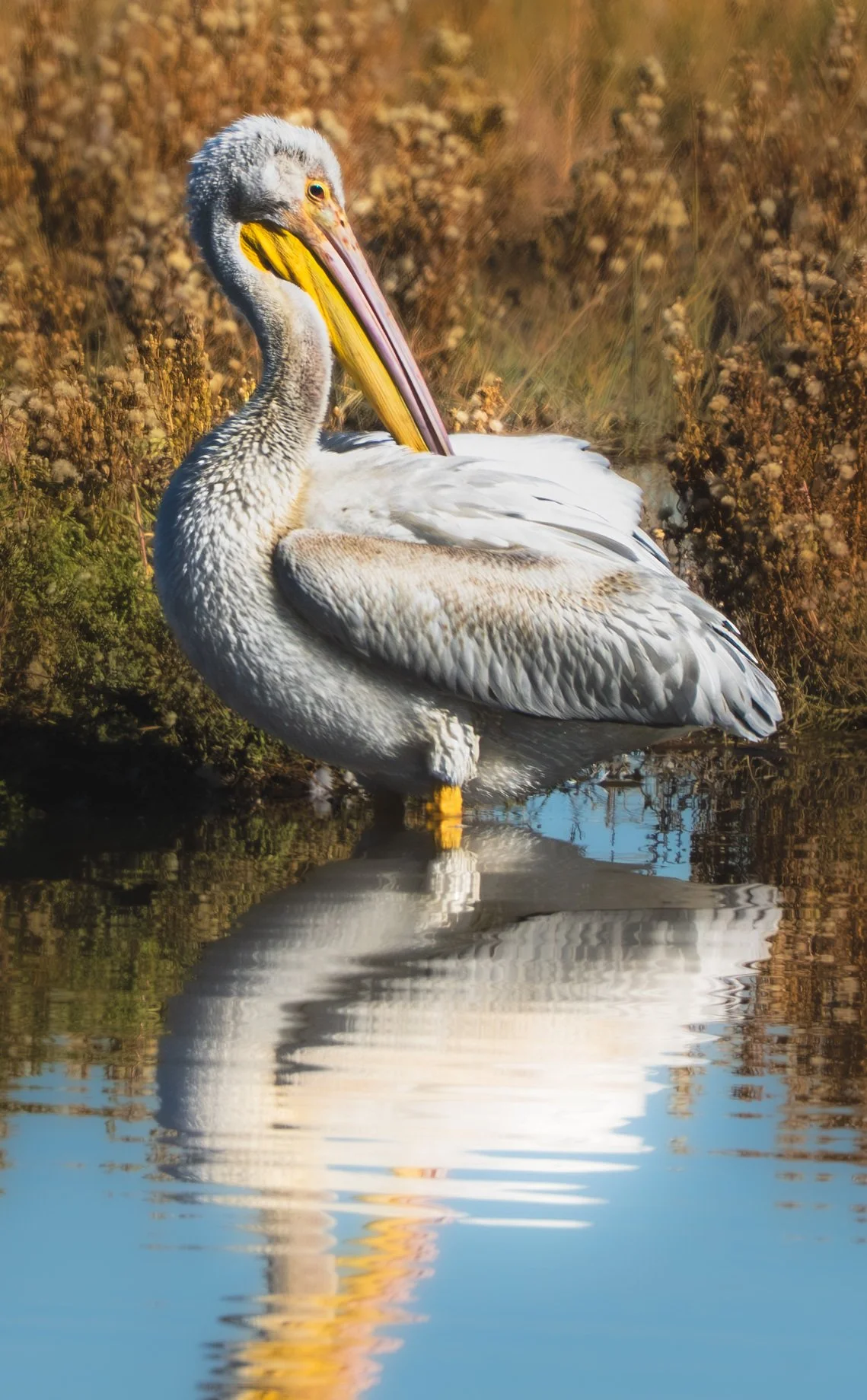 Pembroke Pelican.jpg