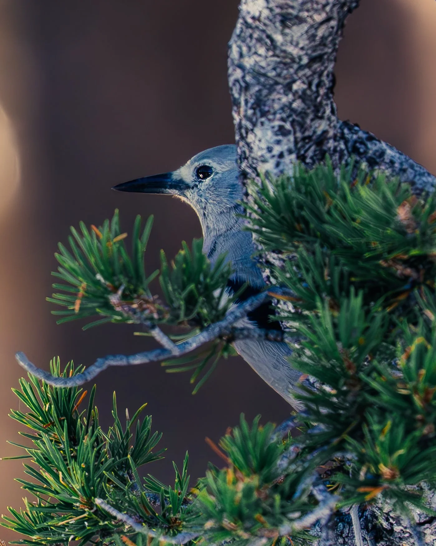 Tahoe Nutcracker.jpg