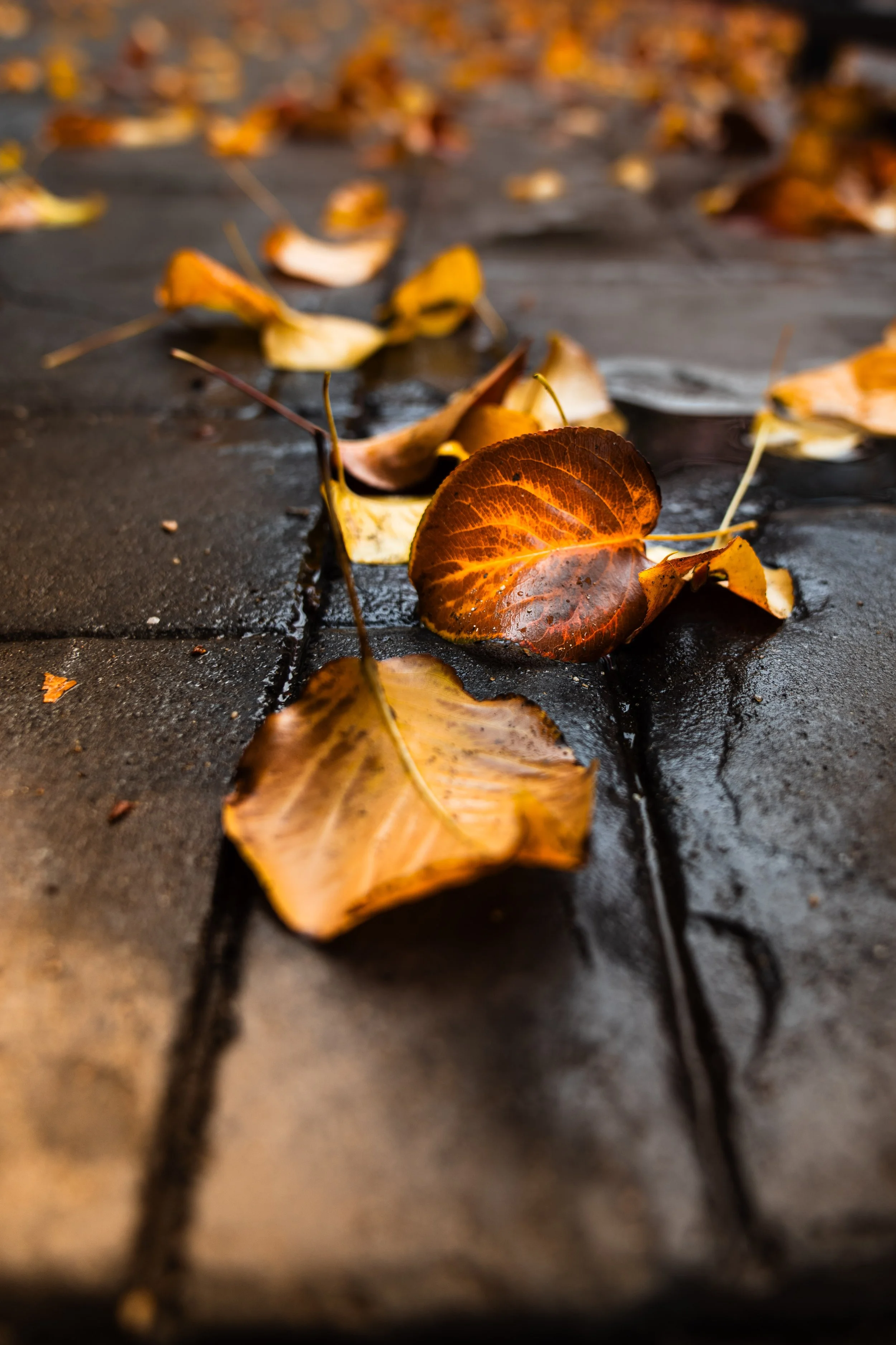 Squarespace Rainy day Downtown 7.jpg