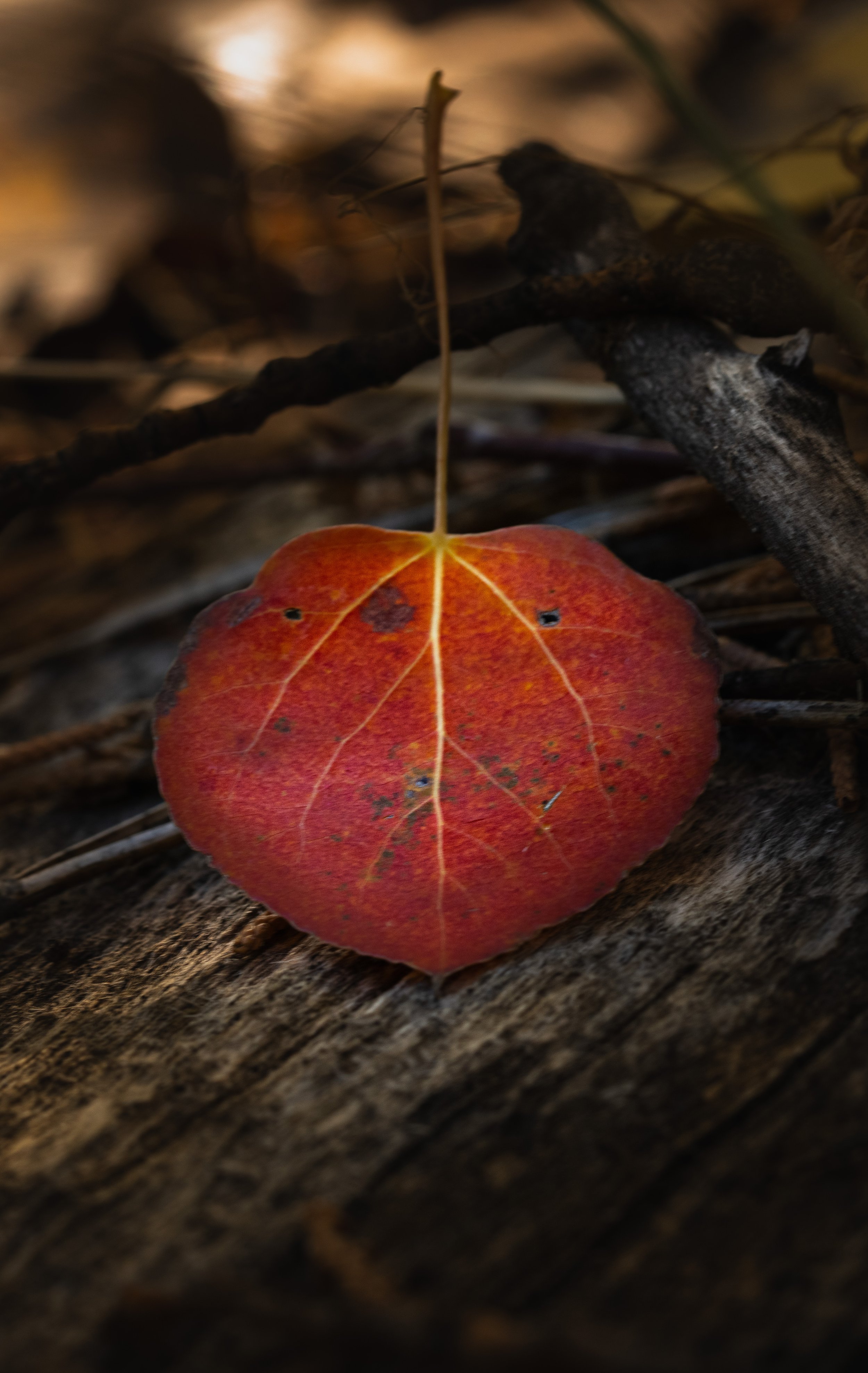 Fall Leaf Luther Pass.jpg