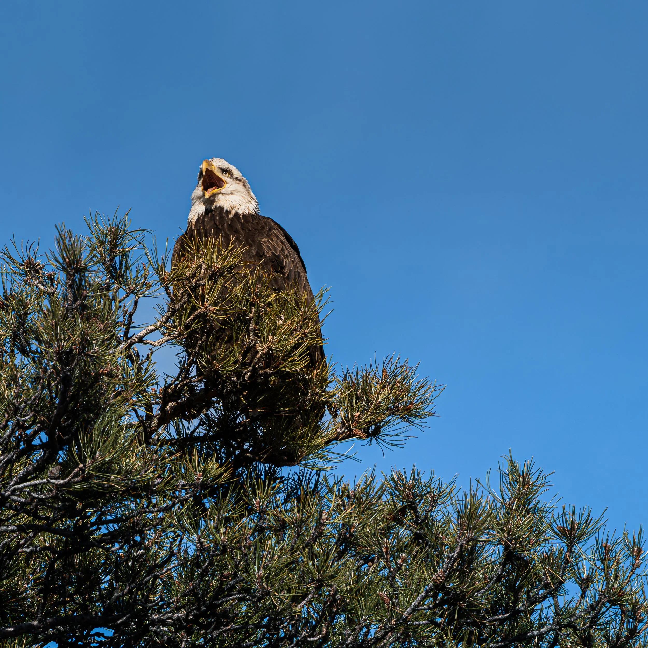 eagle website.jpg