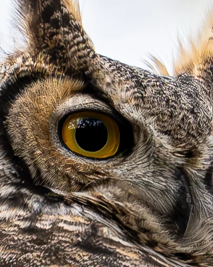 Grove Owl 2.jpg