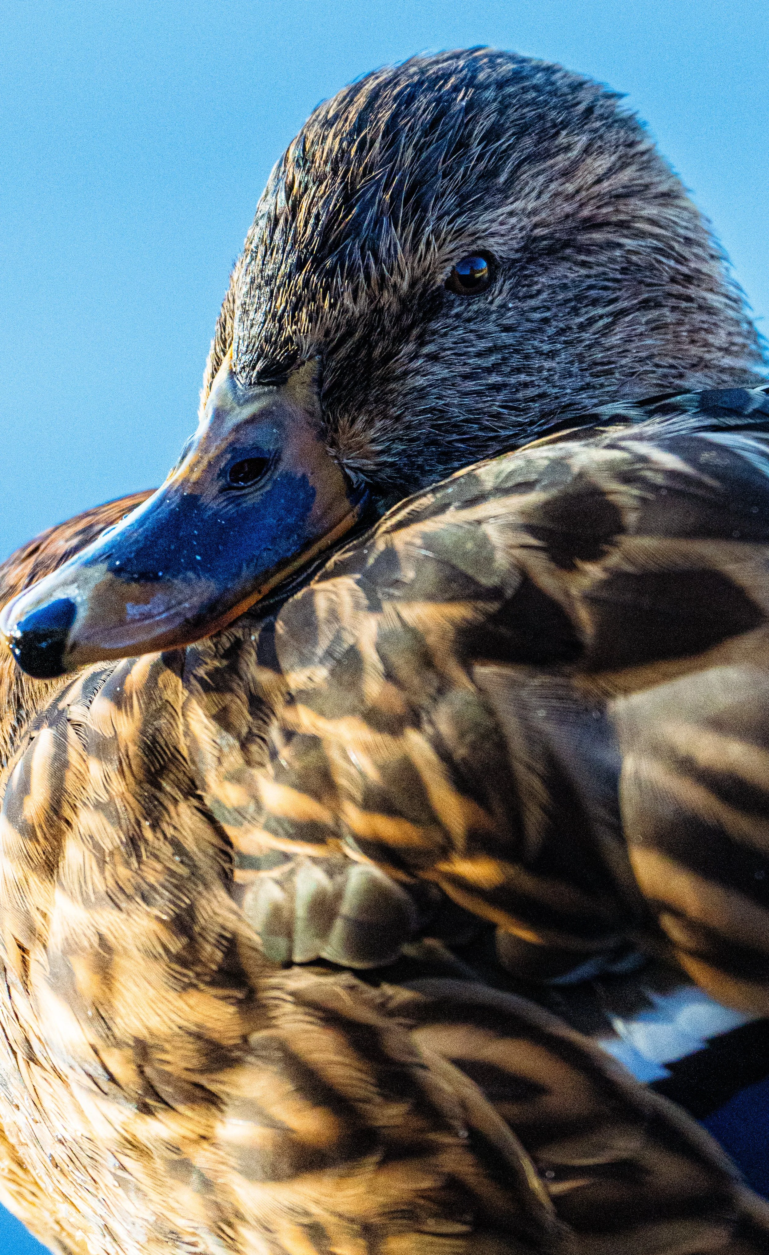 Virginia Lake Anas 3.jpg