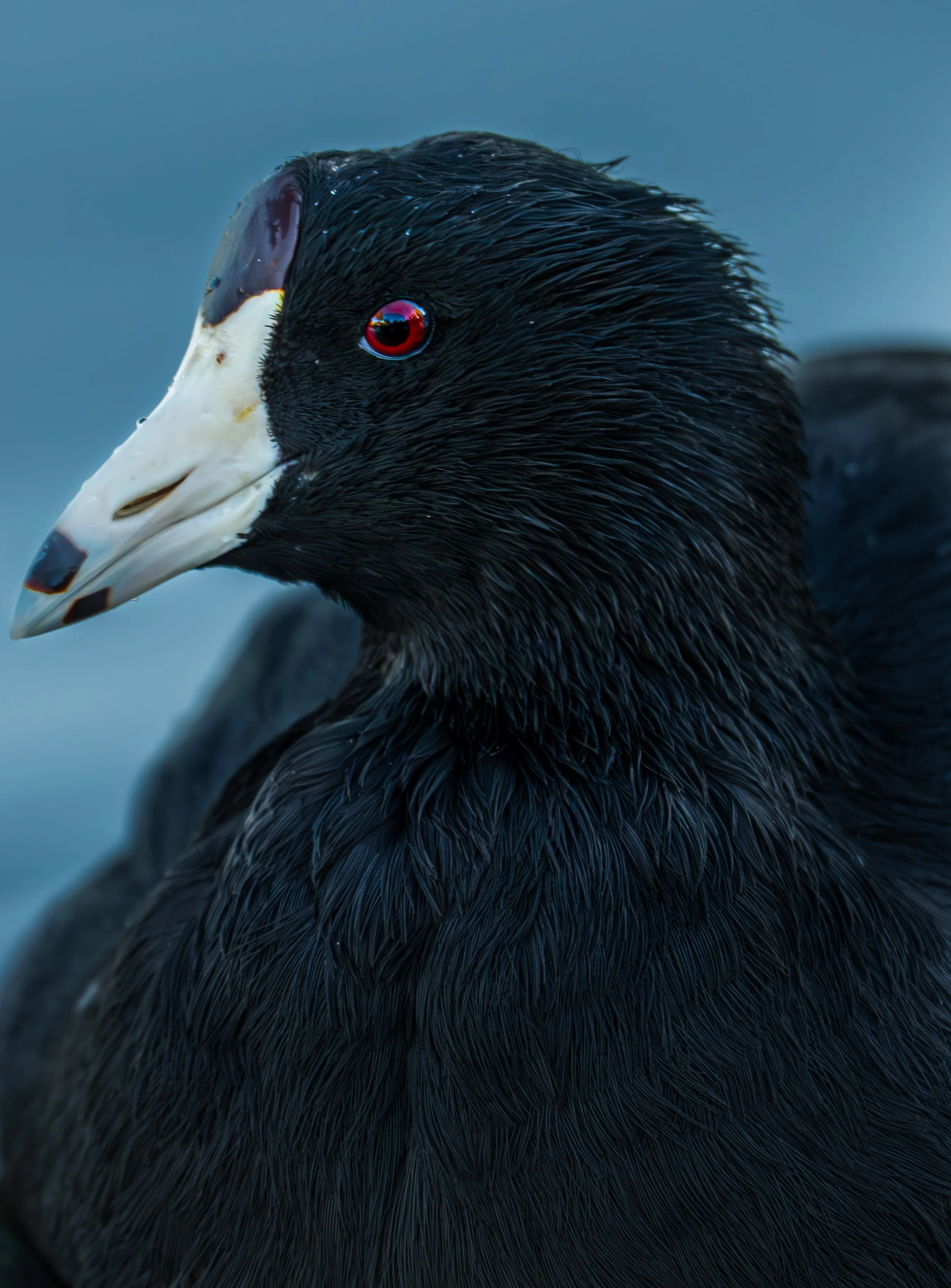 Virginia Lake Coot 2.jpg