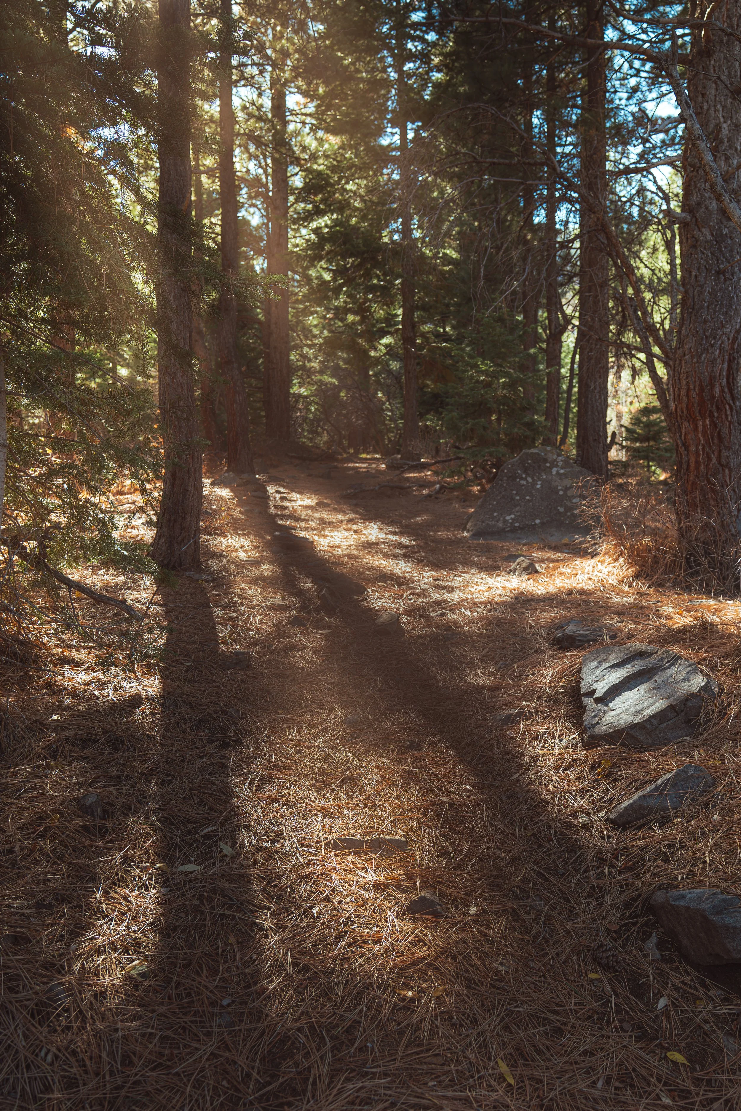 Squarespace Hunter Creek Forest.jpg