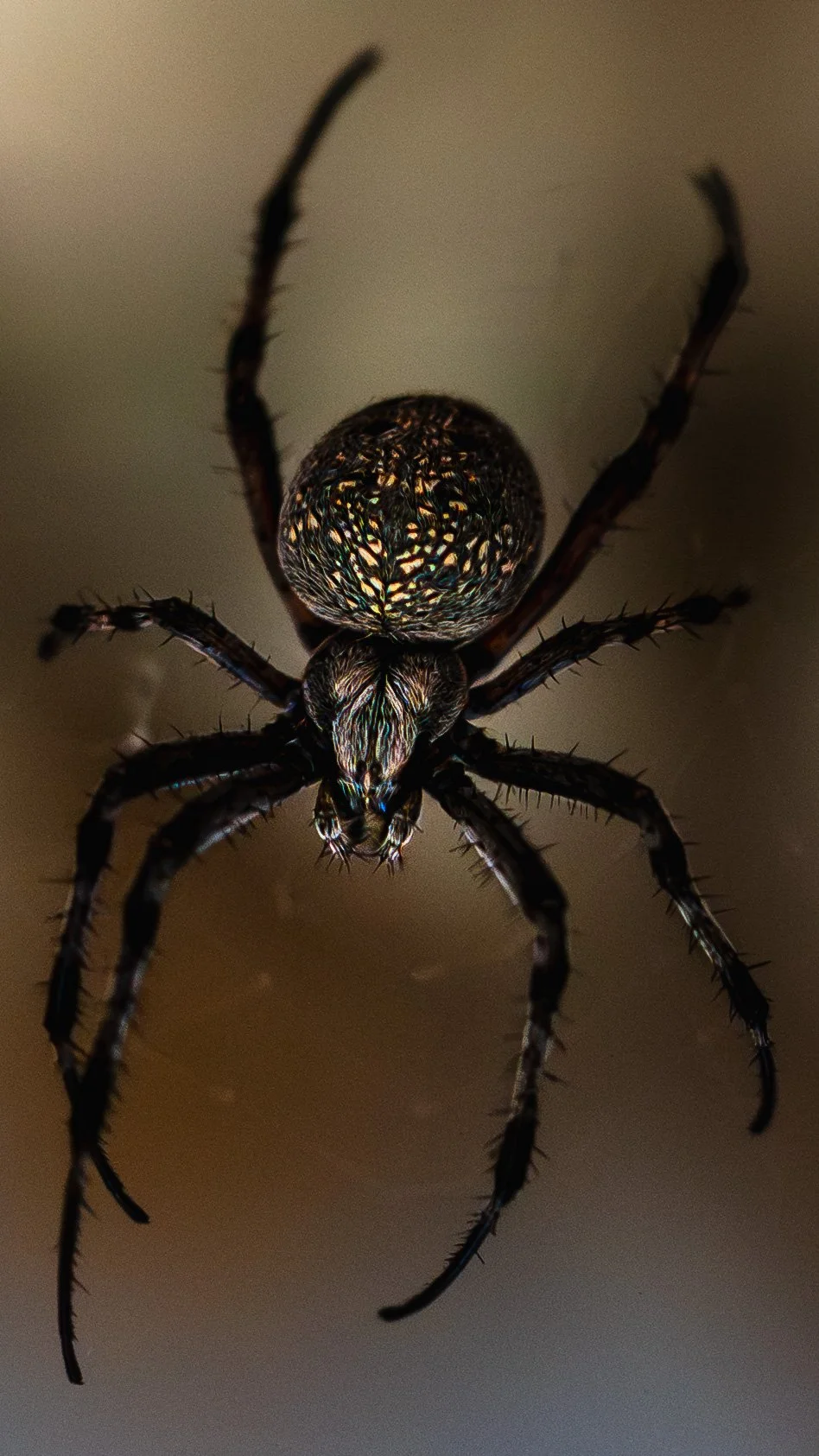 Pembroke Orbweaver.jpg
