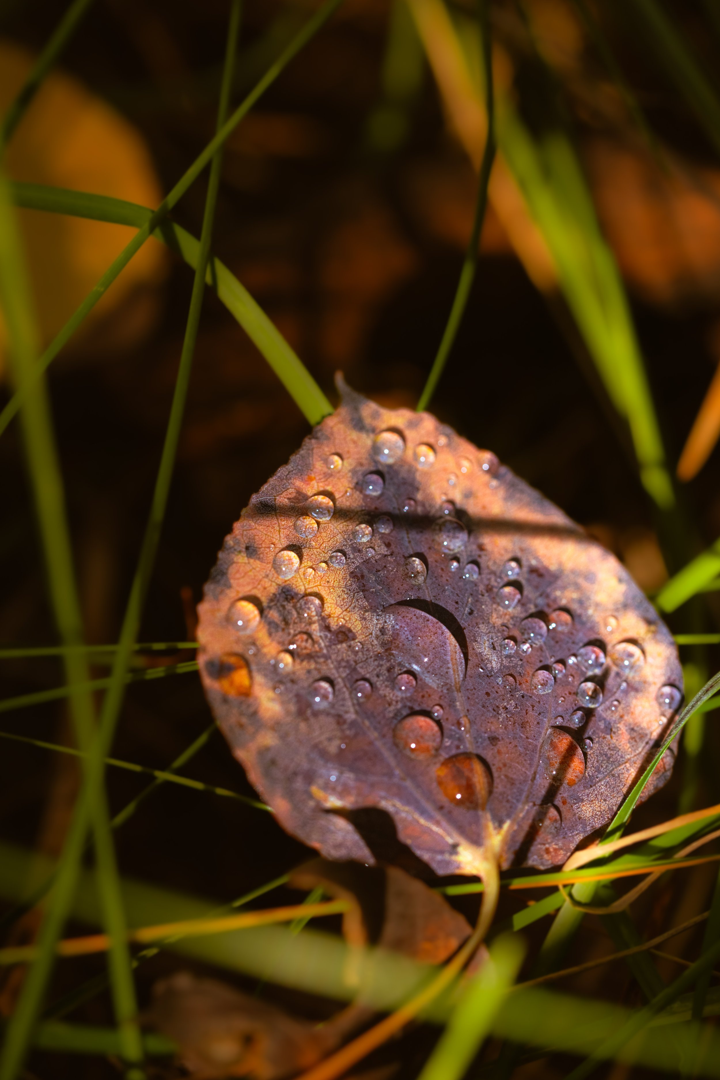fall leaf water drops.jpg