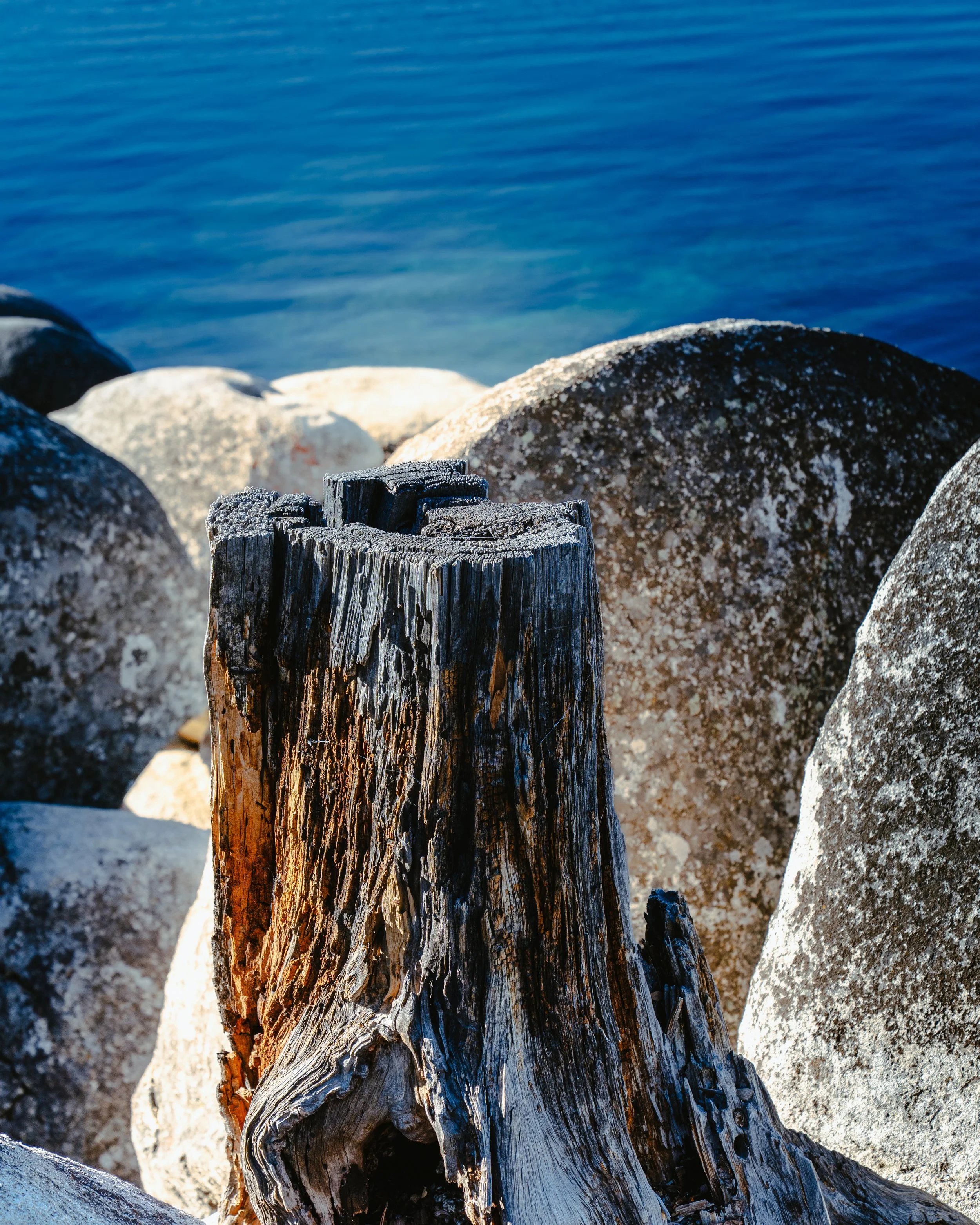 Tahoe Tree Stump.jpg