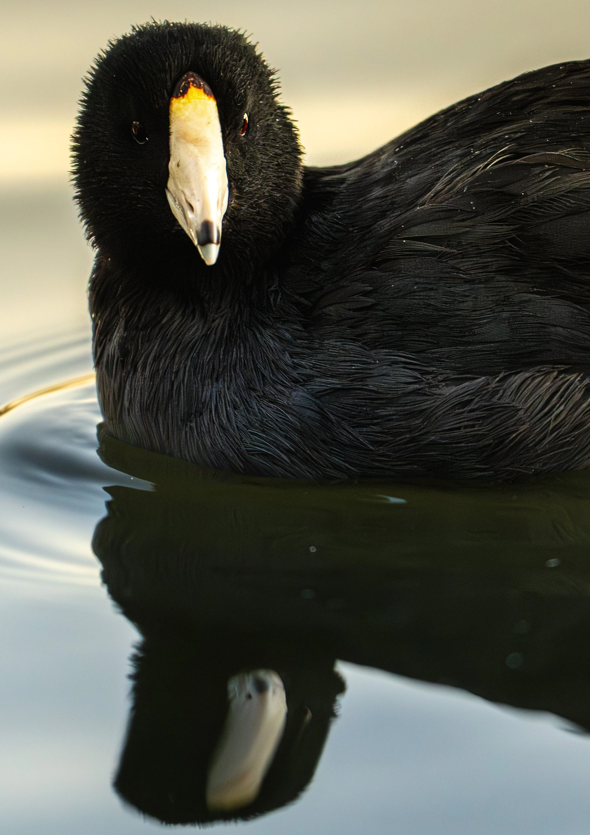 Virginia Lake coot.jpg