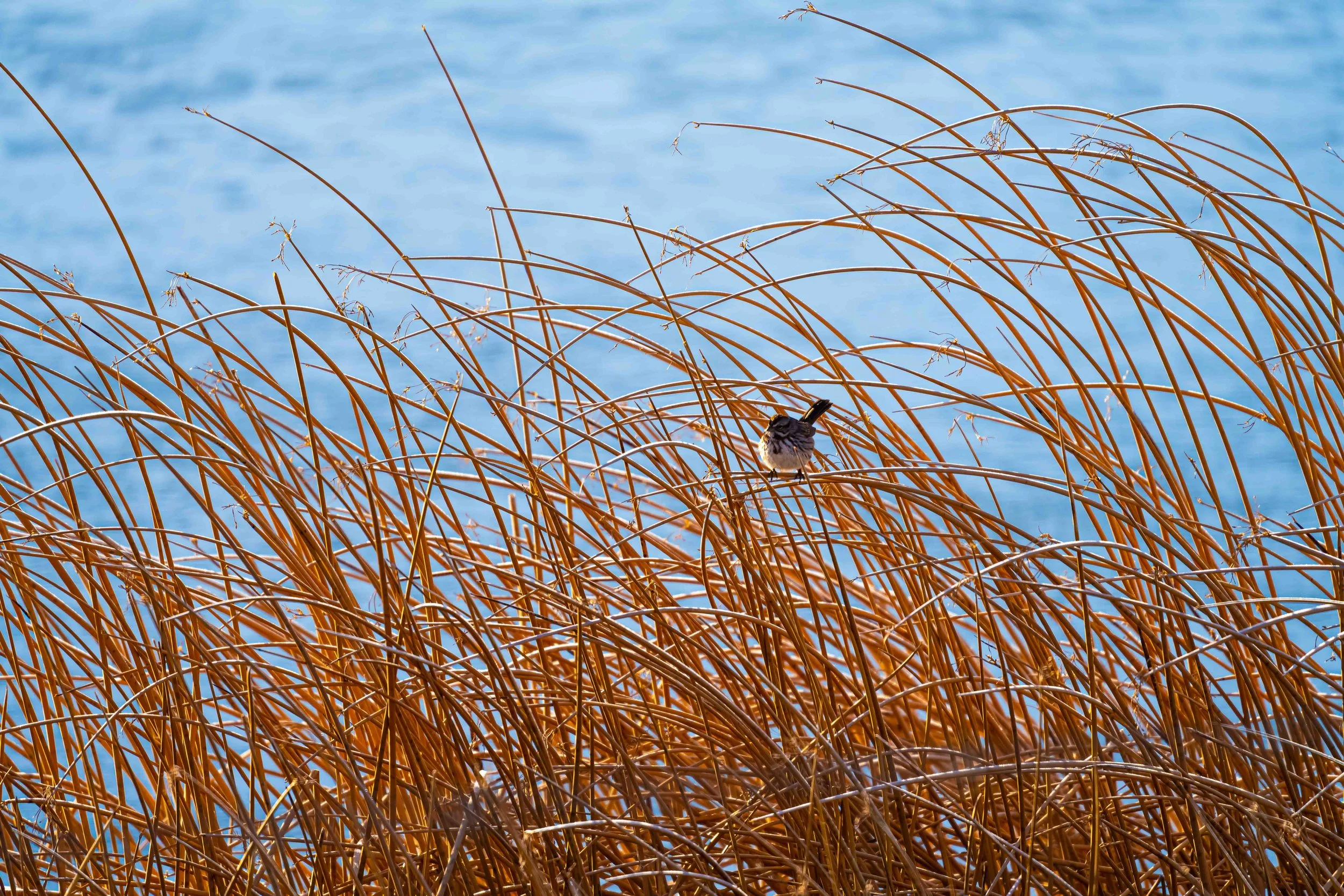 A small bird perched on dry, brown grass by a body of water with gentle ripples.