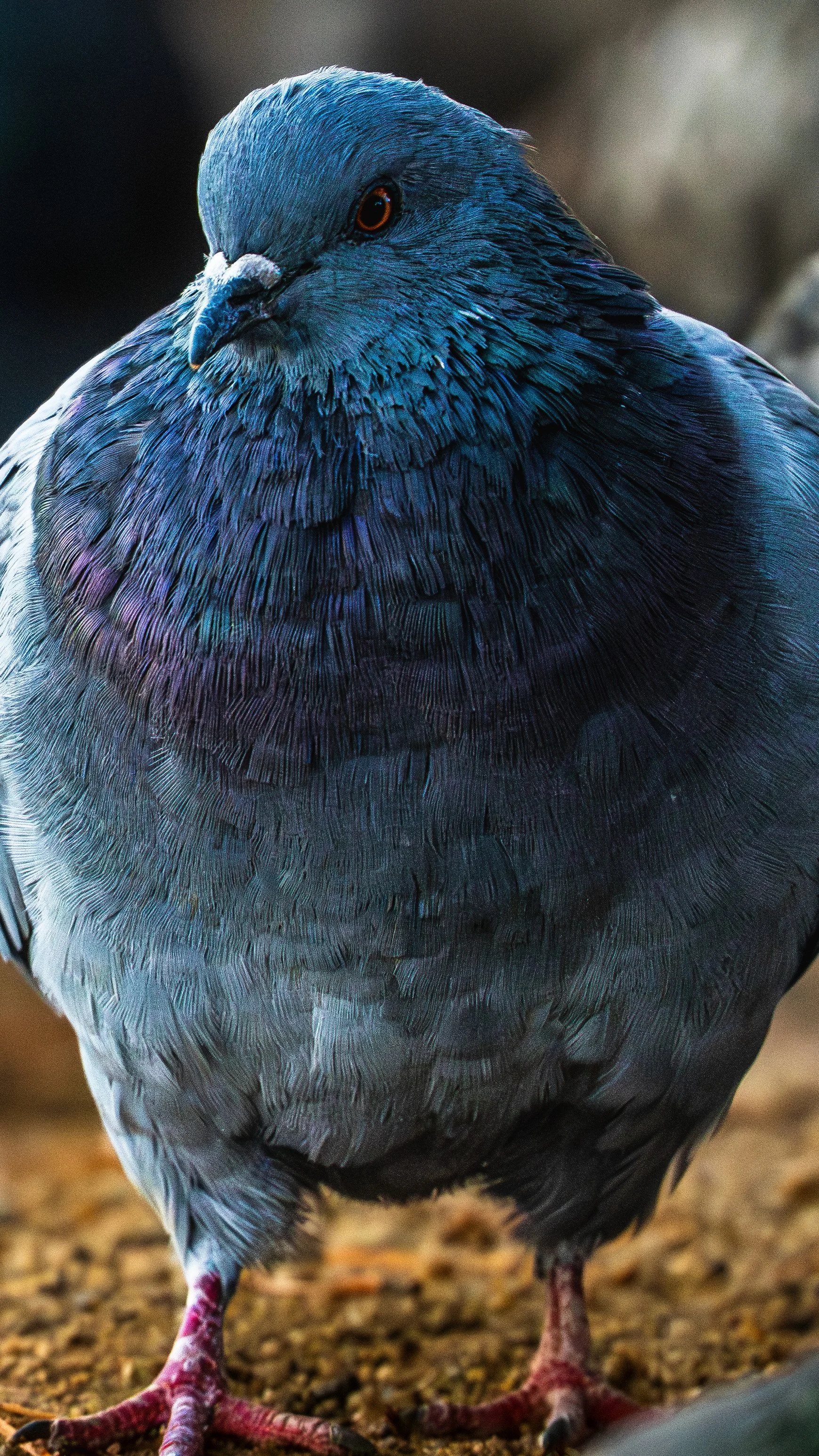 Virginia Lake Pigeon.jpg