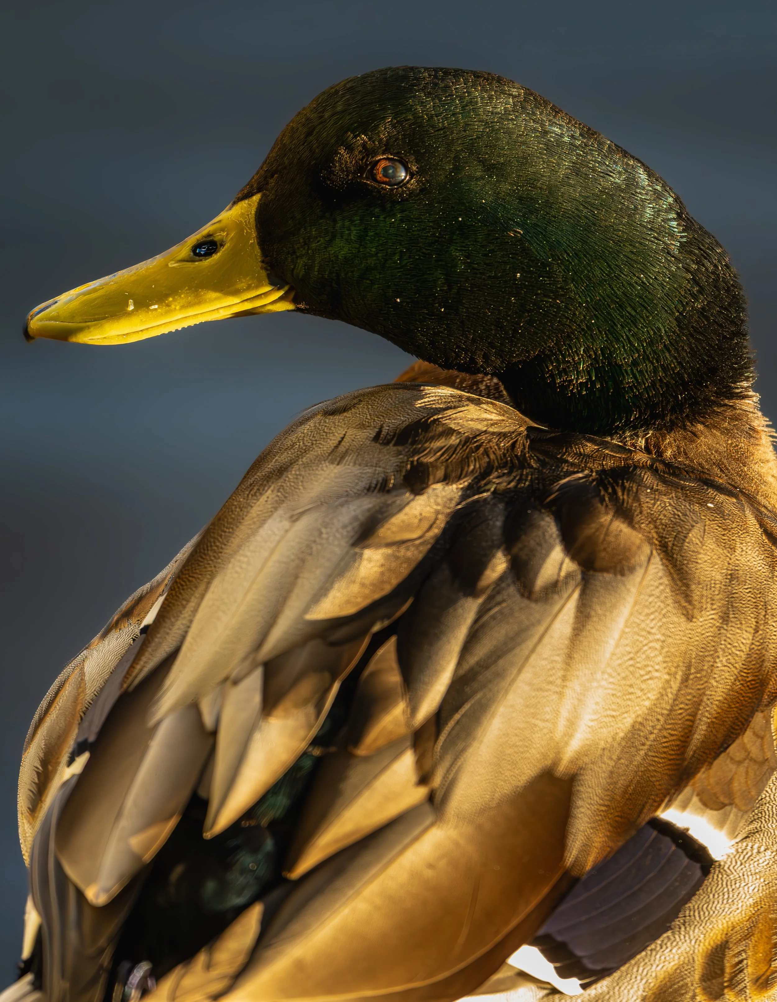 Virginia Lake Mallard 3.jpg